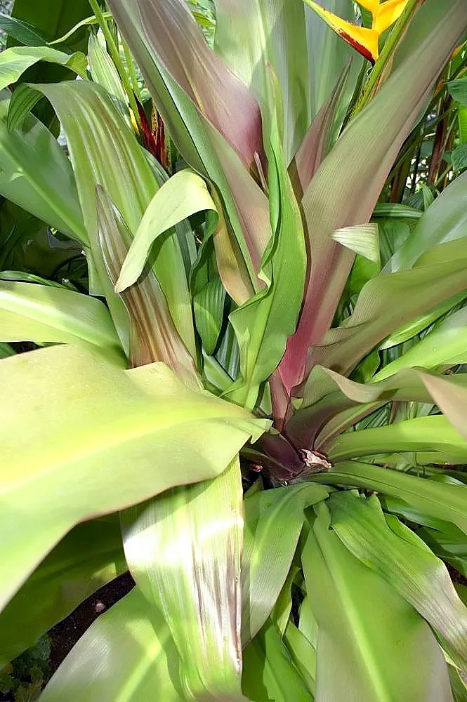 Queen Emma Lily (Crinum Splendens) — is a perennial bulbous plant notable for its extravagant floral display and tropical appeal; making it a versatile