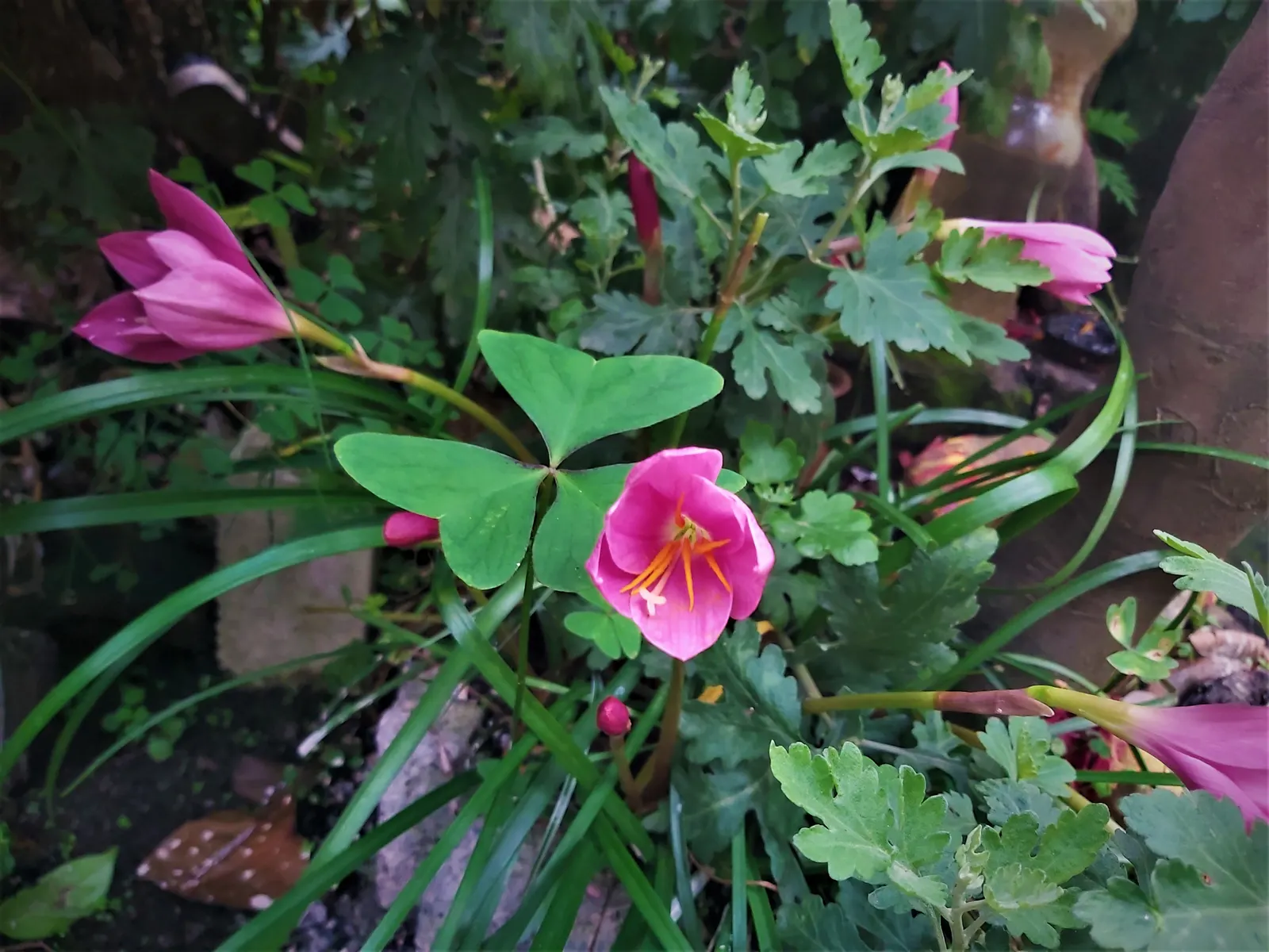 Queen Emma Lily (Crinum Splendens) — pink flowers in the garden; reaching heights between 4 to 6 feet with an equal spread, image 76