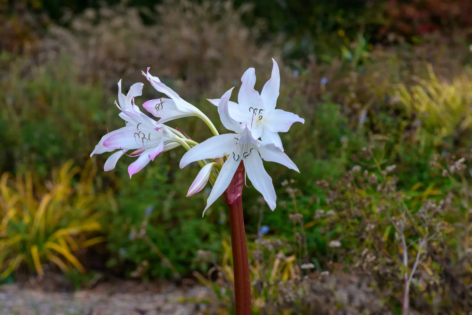 Queen Emma Lily (Crinum Splendens) — arching gracefully and growing up to 3 feet in length; offering striking foliage, image 63