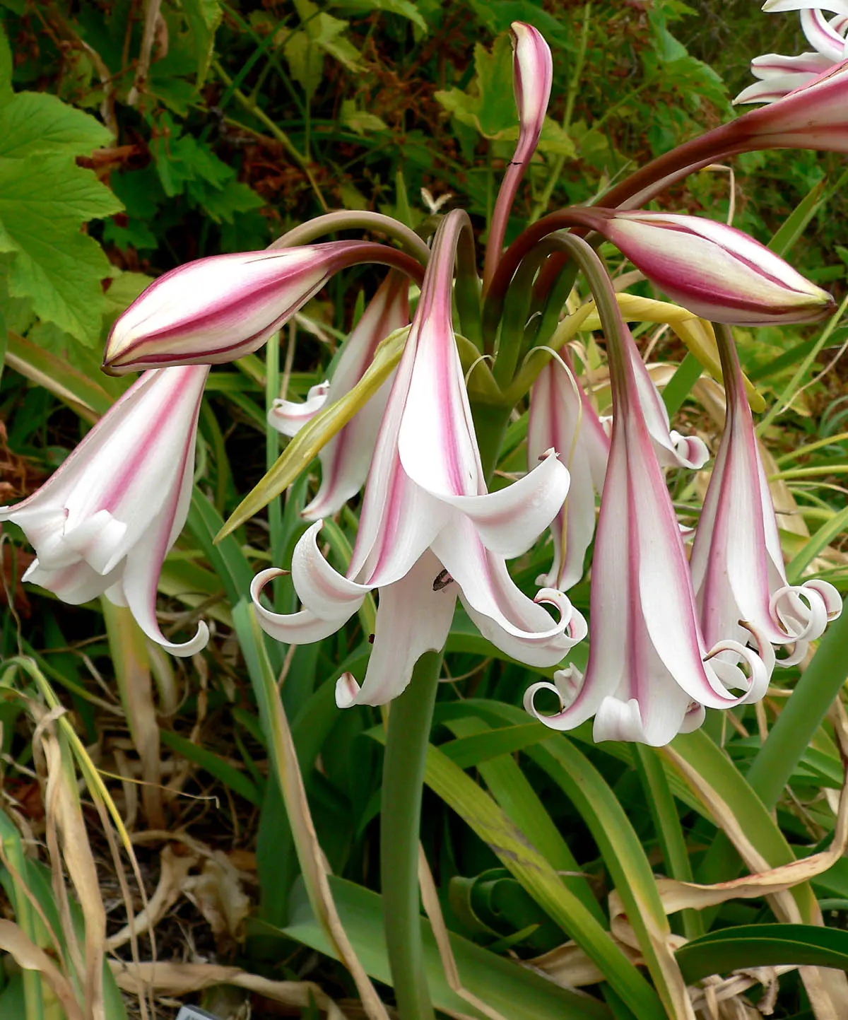 Queen Emma Lily (Crinum Splendens) — providing a lush backdrop for the spectacular blooms.<br><br>From mid-summer to early fall; deep purple blooms, image 64