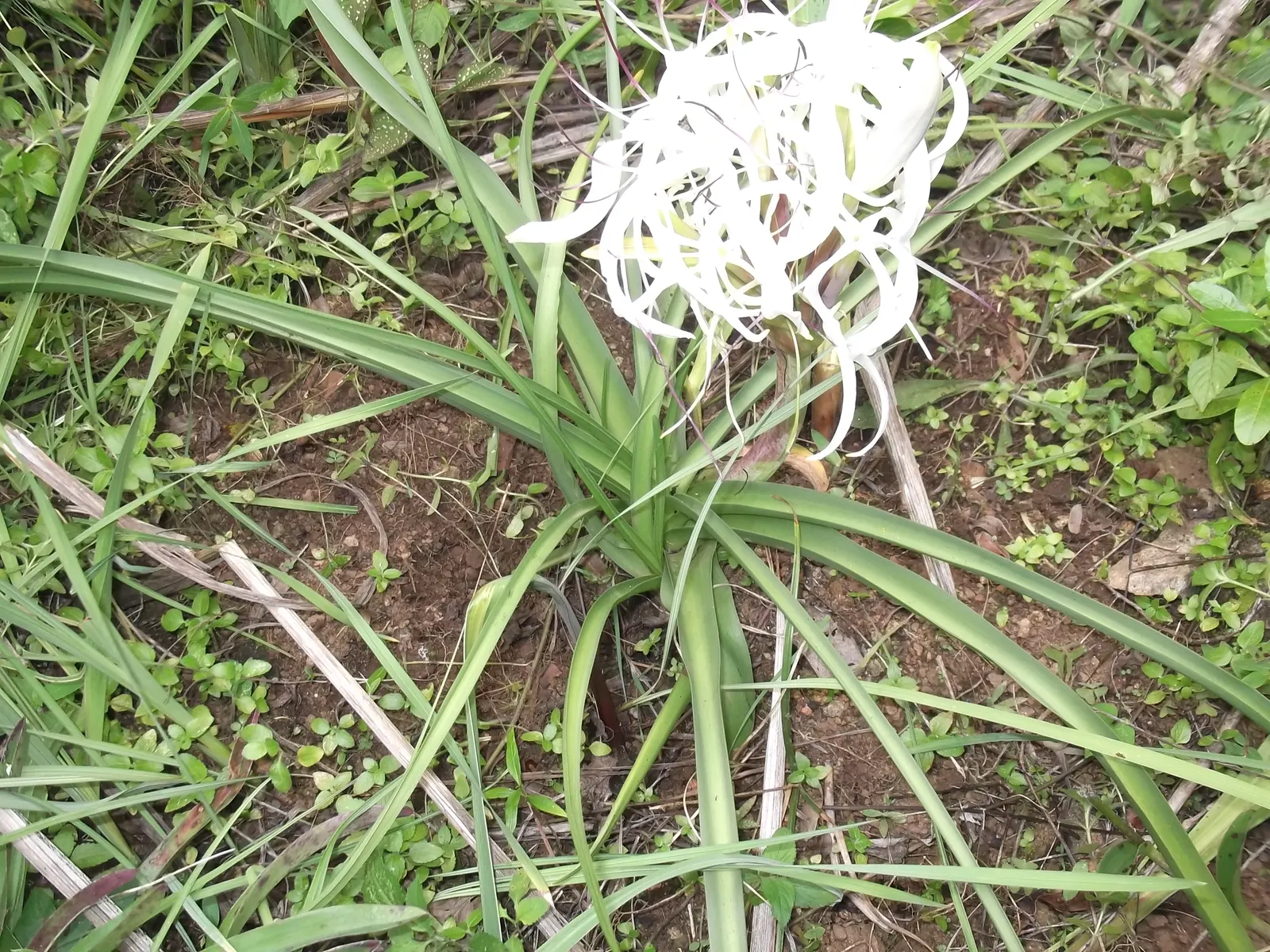 Queen Emma Lily (Crinum Splendens) — deep purple blooms stand atop sturdy stems up to 5 feet tall; queen Emma Lily prefers full sun to partial, image 55