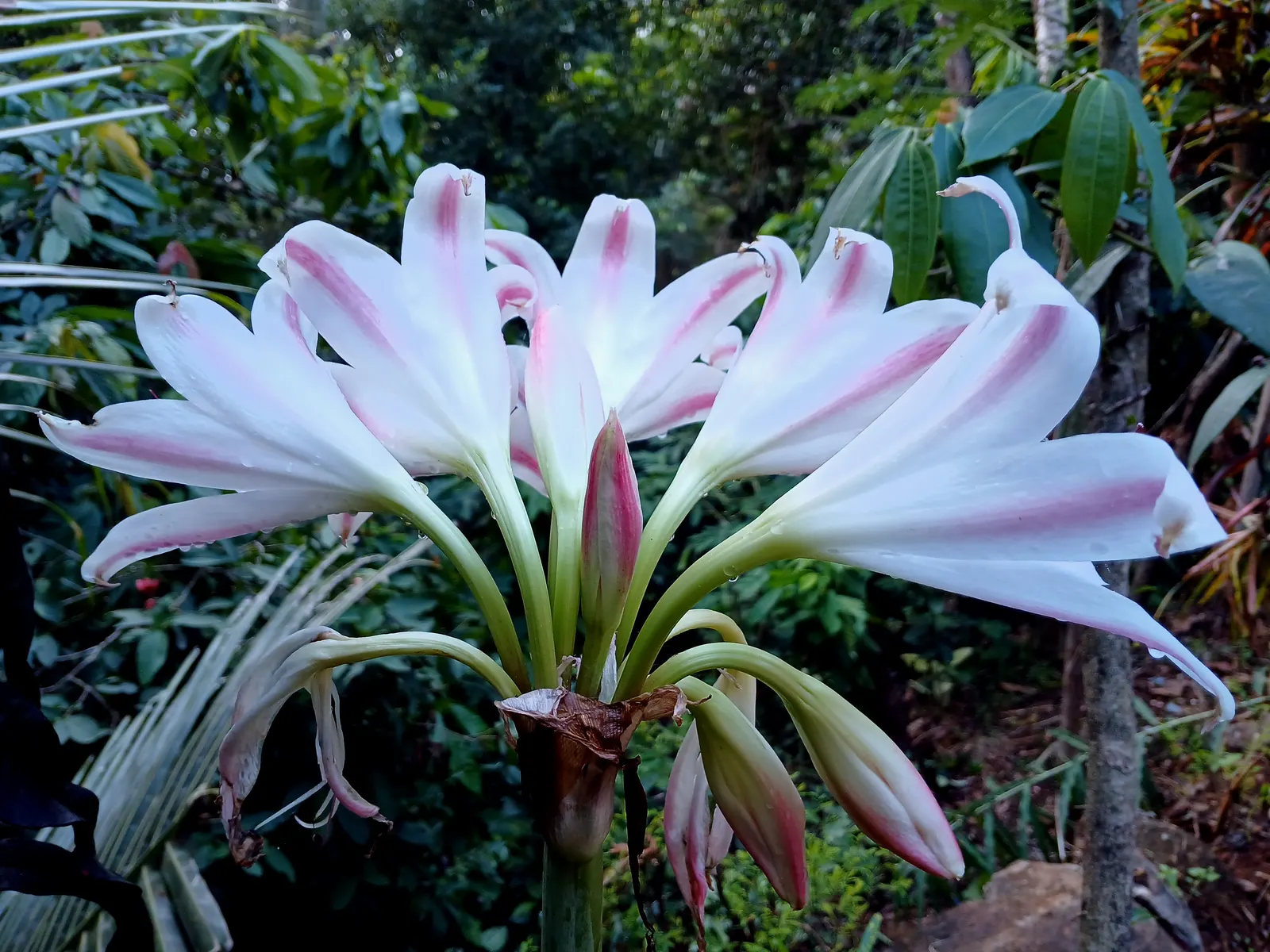 Queen Emma Lily (Crinum Splendens) — offering striking foliage; the Queen Emma Lily is an impressive specimen in any landscape, image 100