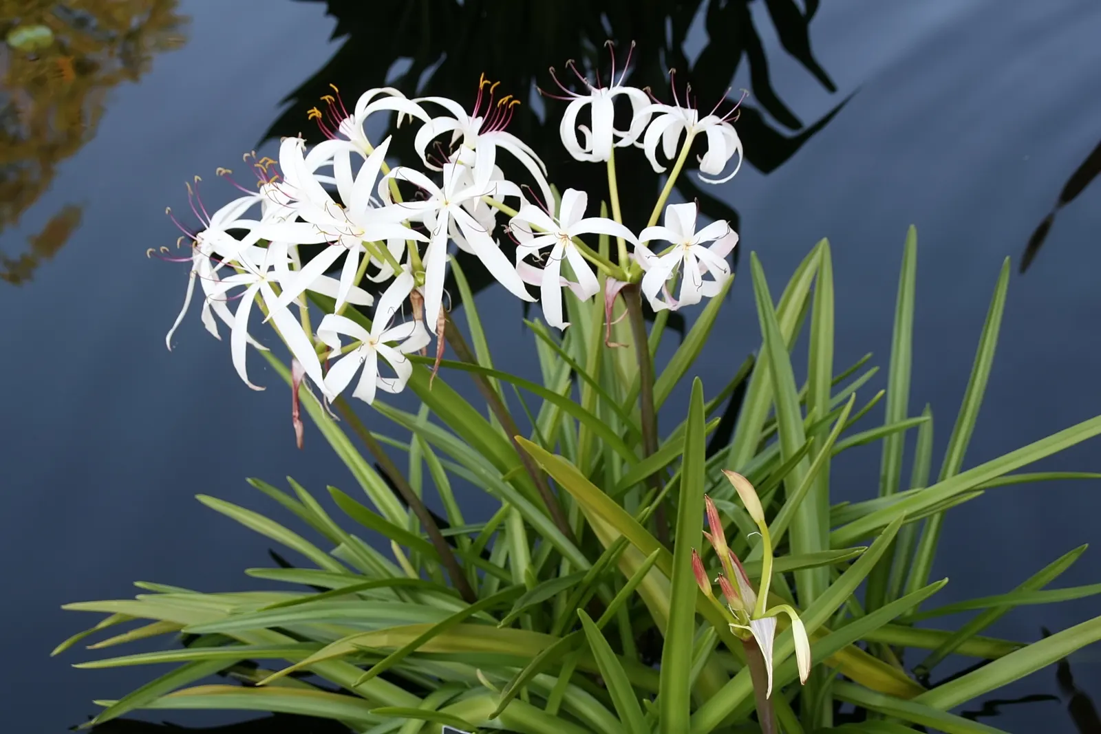 Queen Emma Lily (Crinum Splendens) — the Queen Emma Lily is an impressive specimen in any landscape