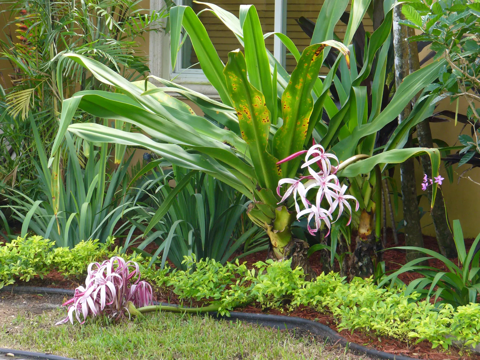 Queen Emma Lily (Crinum Splendens) — arching leaves reaching up to 4 feet high; arching gracefully and growing up to 3 feet in length, image 80