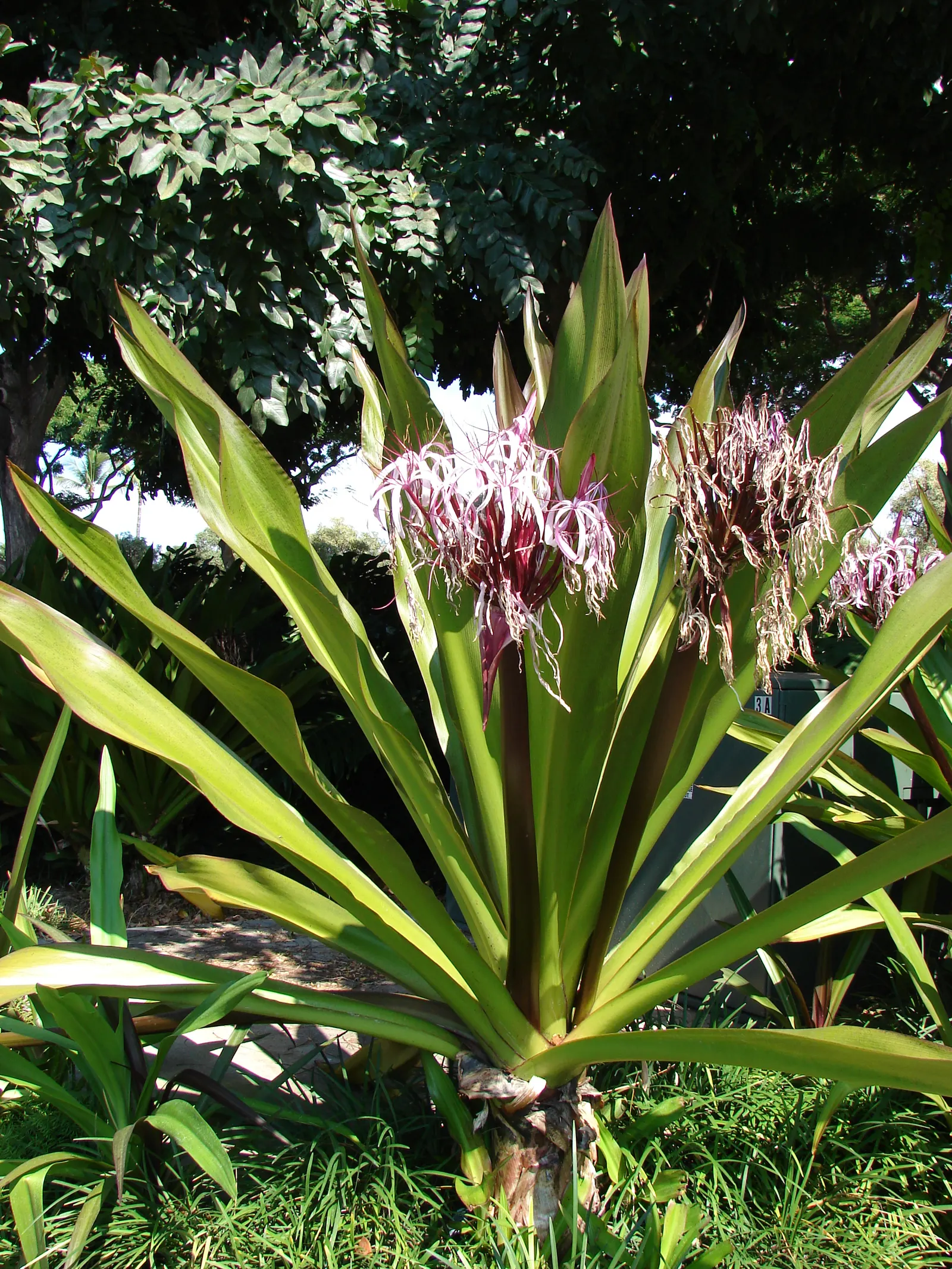 Queen Emma Lily (Crinum Splendens) — deep purple blooms stand atop sturdy stems up to 5 feet tall; queen Emma Lily prefers full sun to partial, image 107