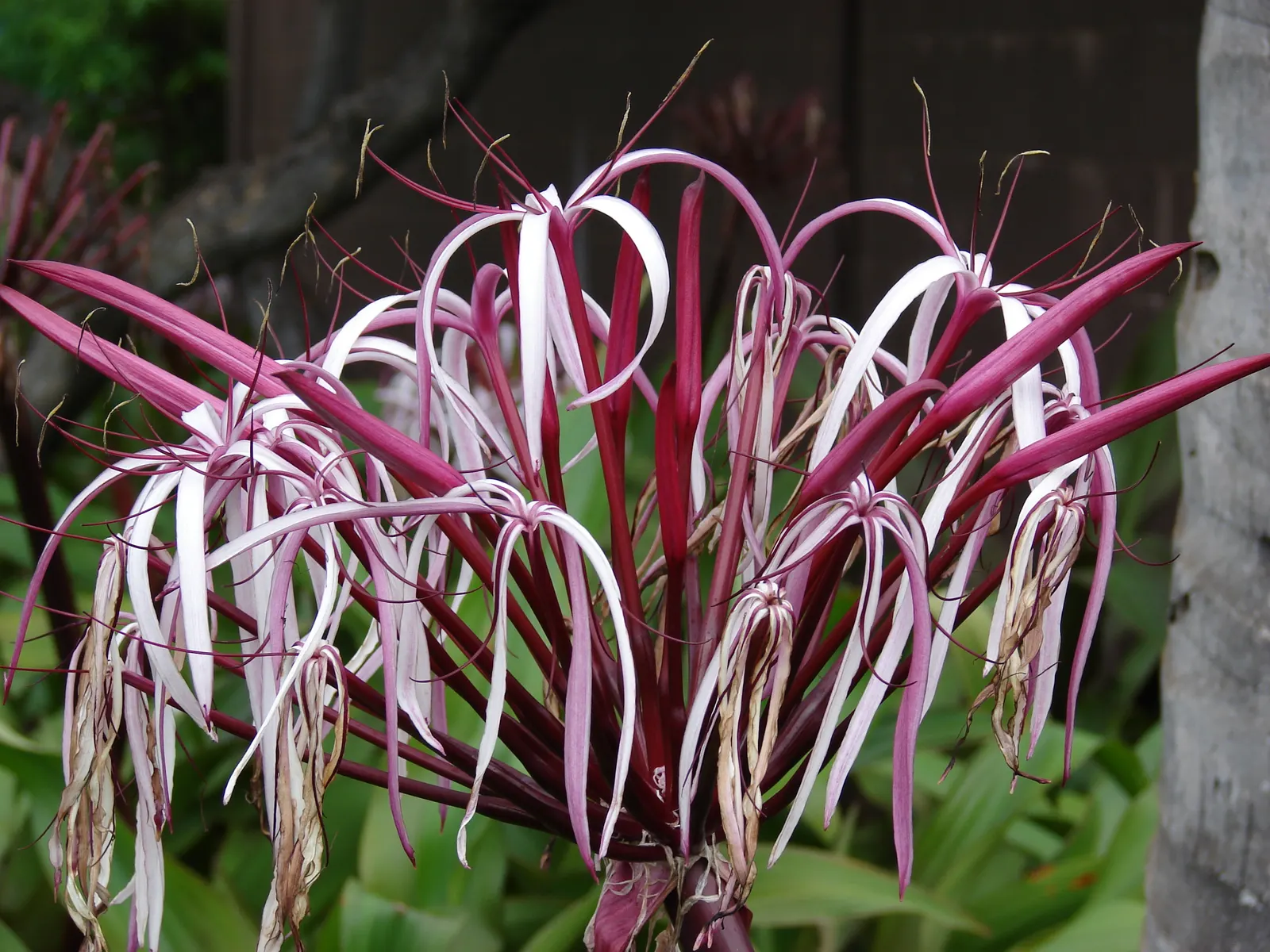 Queen Emma Lily (Crinum Splendens) — bulb for full or half; and a scent that adds an extra layer of sensory enjoyment to garden spaces, image 104