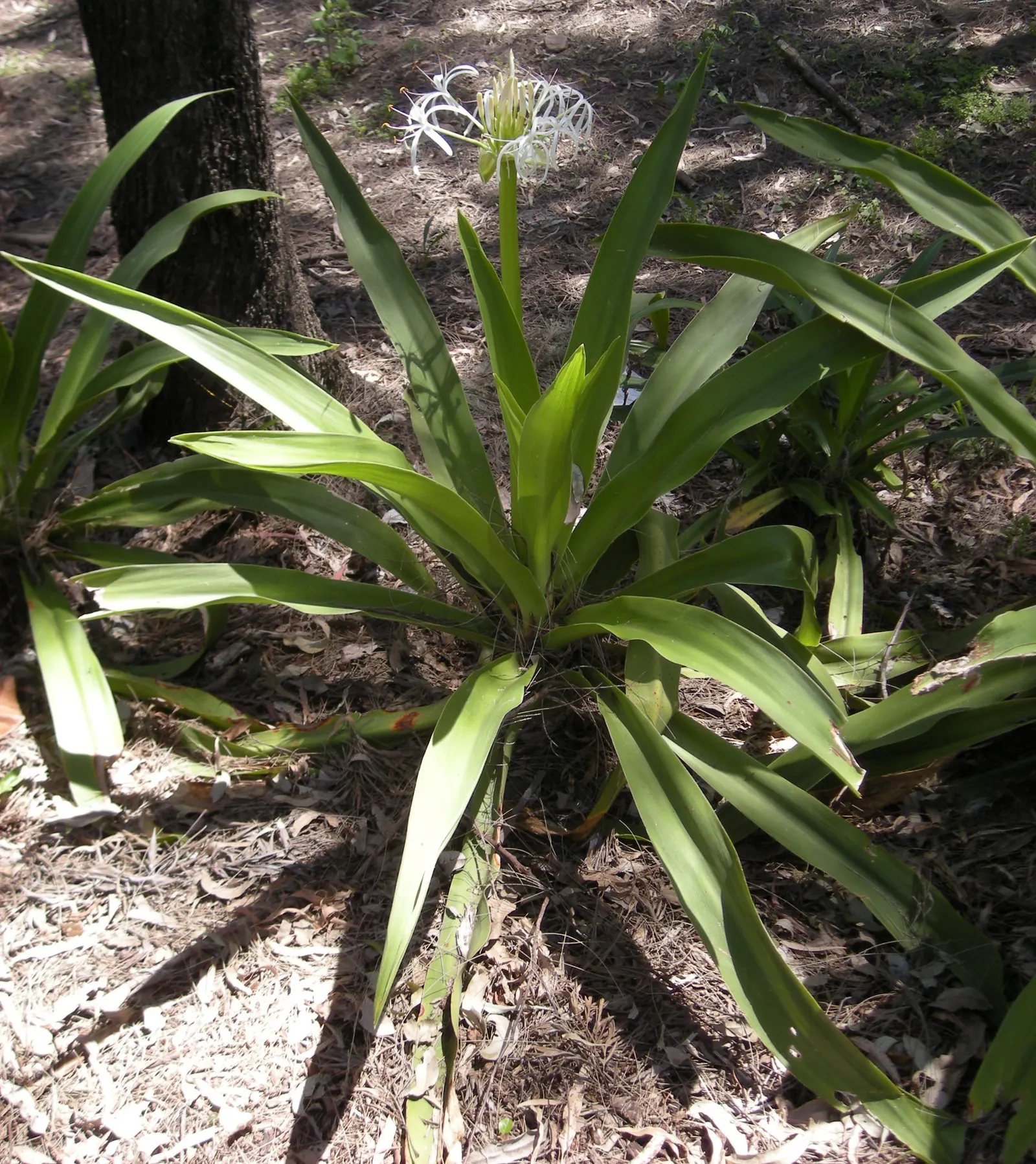Queen Emma Lily (Crinum Splendens) — deep purple blooms stand atop sturdy stems up to 5 feet tall; queen Emma Lily prefers full sun to partial shade and