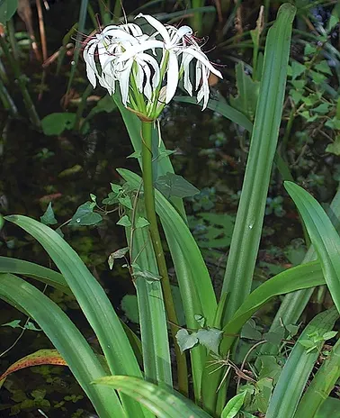 Queen Emma Lily (Crinum Splendens) — arching gracefully and growing up to 3 feet in length