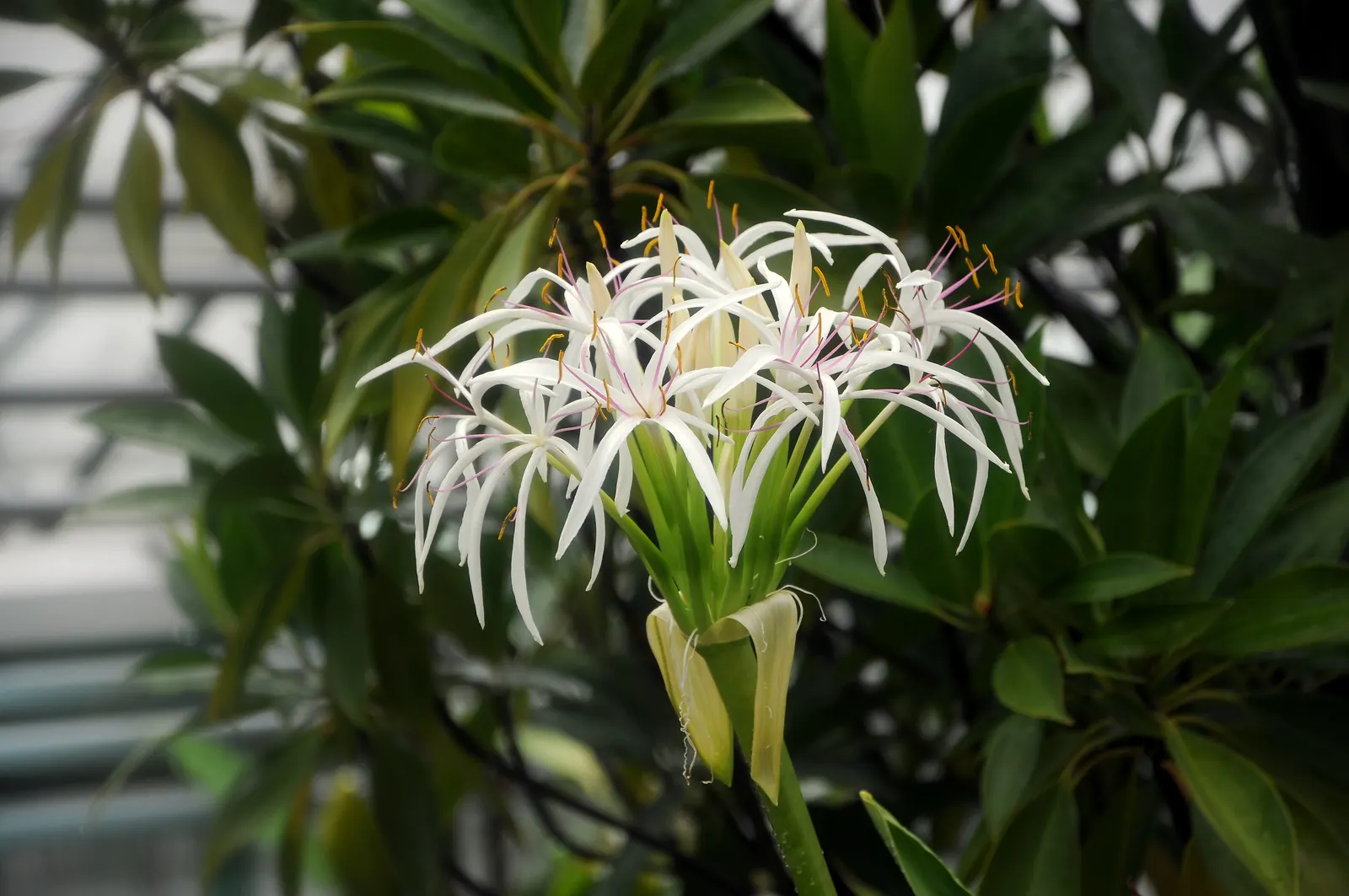 Queen Emma Lily (Crinum Splendens) — Use as a bold focal point in tropical-themed gardens; scientifically recognized as Crinum splendens, image 83