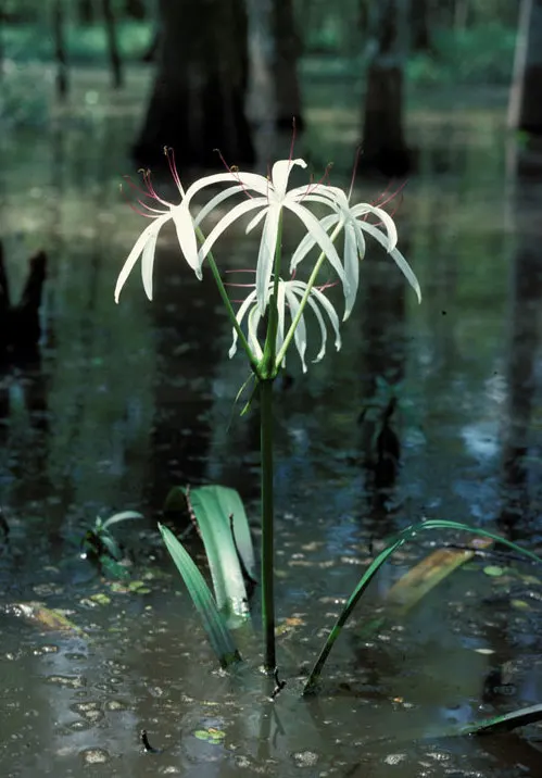Queen Emma Lily (Crinum Splendens) — reaching heights between 4 to 6 feet with an equal spread; it's a focal point in any garden due to its, image 61