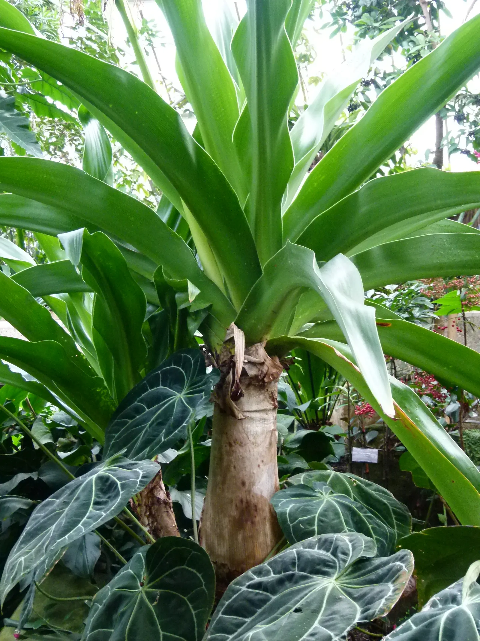 Queen Emma Lily (Crinum Splendens) — providing a lush backdrop for the spectacular blooms.<br><br>From mid-summer to early fall; deep purple blooms, image 90