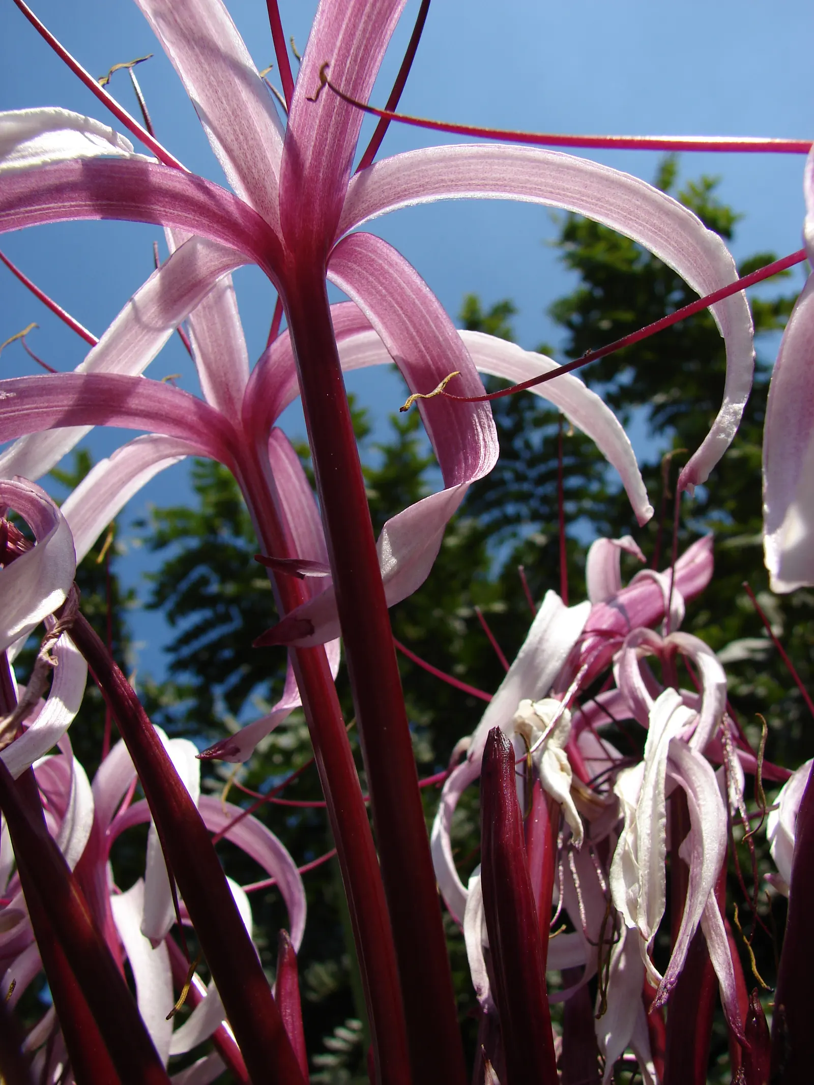 Queen Emma Lily (Crinum Splendens) — arching leaves reaching up to 4 feet high; arching gracefully and growing up to 3 feet in length, image 106