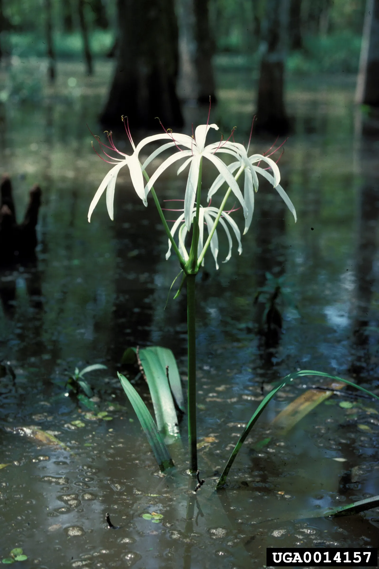 Queen Emma Lily (Crinum Splendens) — arching gracefully and growing up to 3 feet in length; offering striking foliage