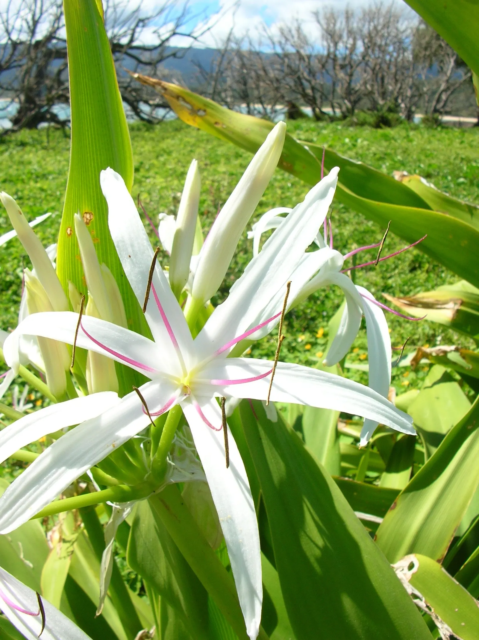 Queen Emma Lily (Crinum Splendens) — is a striking perennial with long