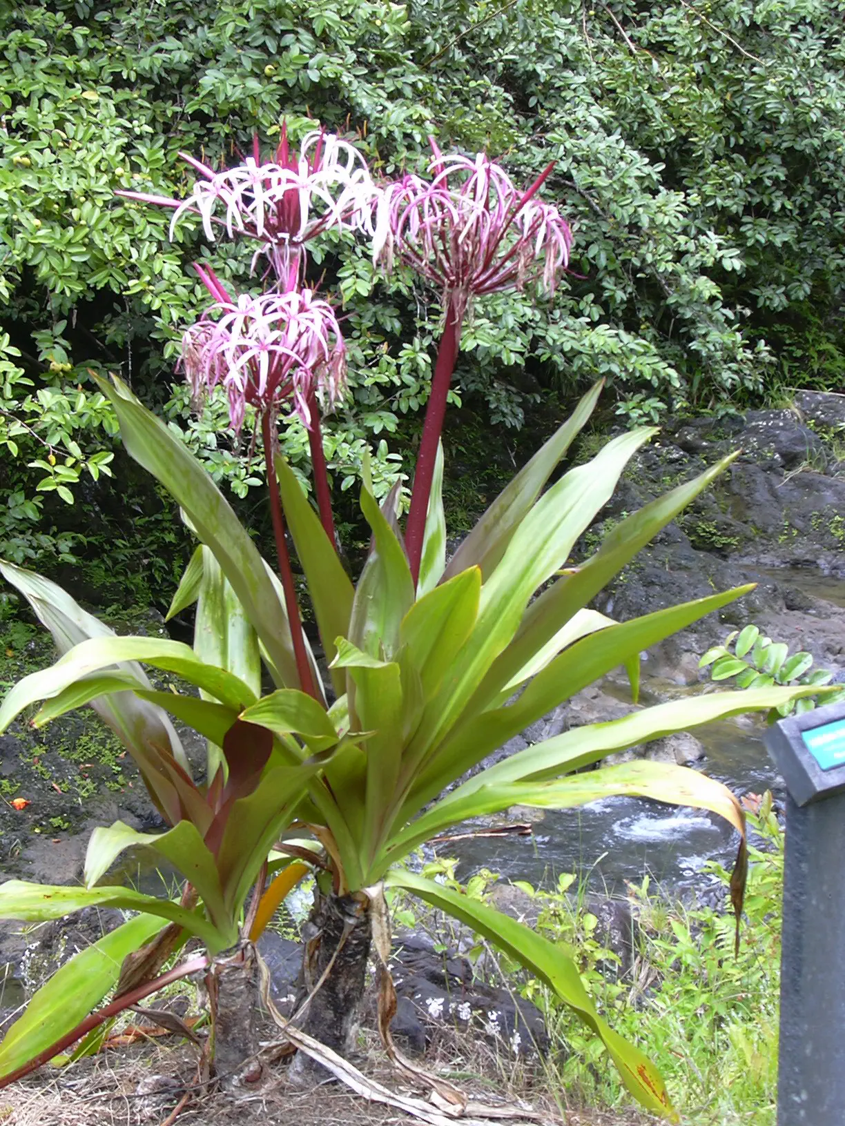 Queen Emma Lily (Crinum Splendens) — Thriving in USDA zones 9-11, this lily prefers full sun to partial shade and moist, well-drained soil; bulb, image 108