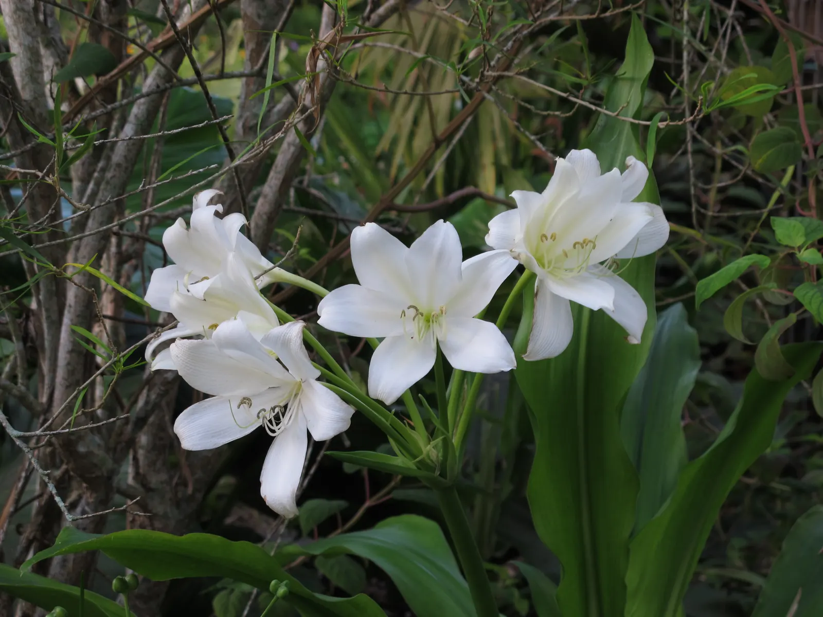 Queen Emma Lily (Crinum Splendens) — reaching heights between 4 to 6 feet with an equal spread; it's a focal point in any garden due to its, image 87