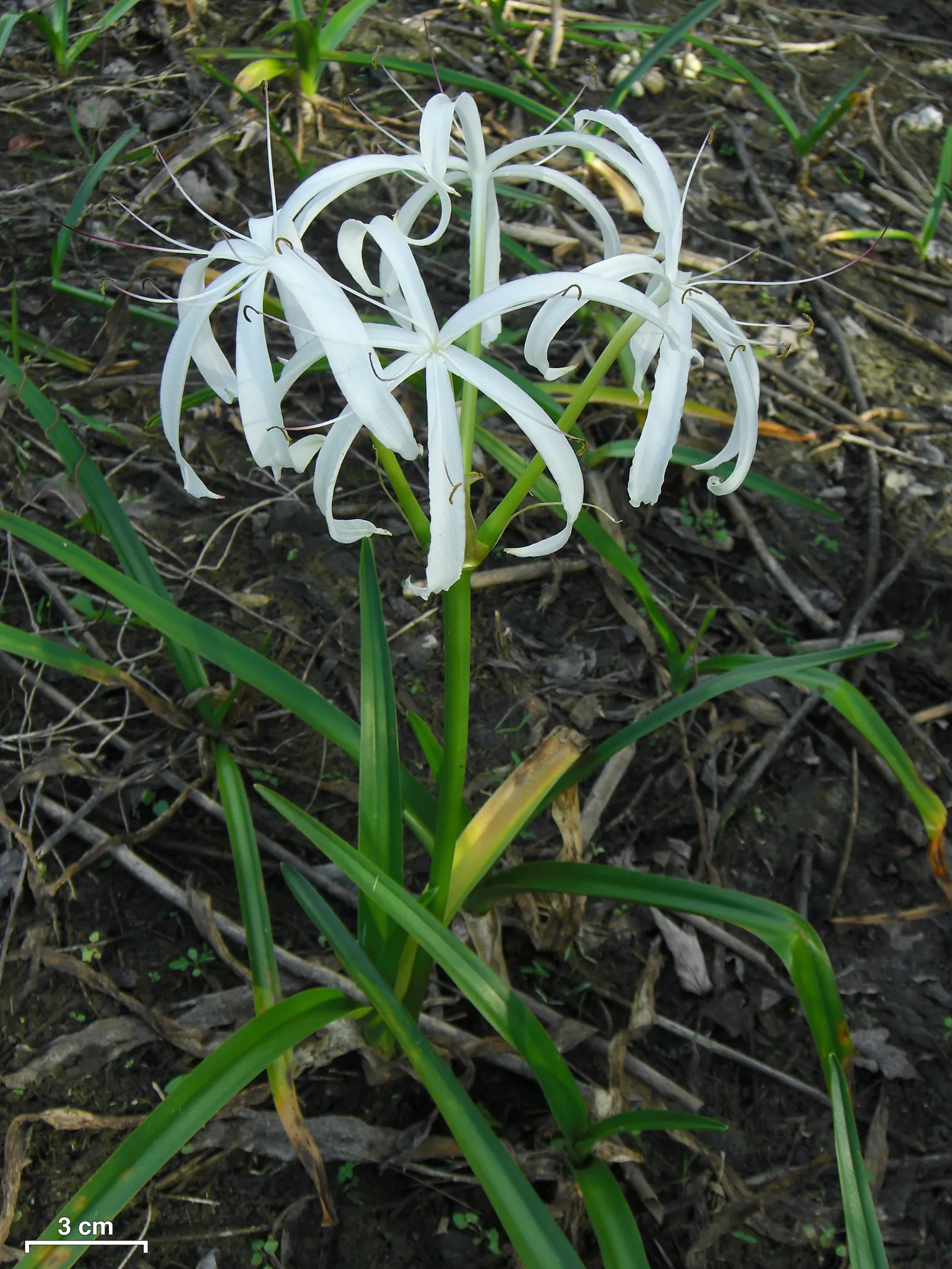 Queen Emma Lily (Crinum Splendens) — Queen Emma Lily prefers full sun to partial shade and thrives in well-draining soil; it's hardy in USDA zones, image 96