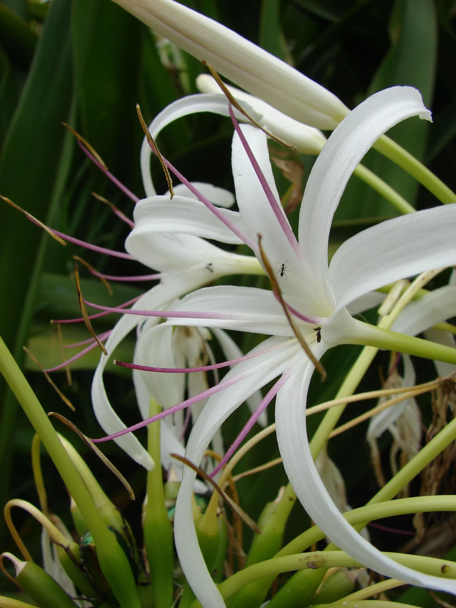Queen Emma Lily (Crinum Splendens) — Use as a bold focal point in tropical-themed gardens; scientifically recognized as Crinum splendens
