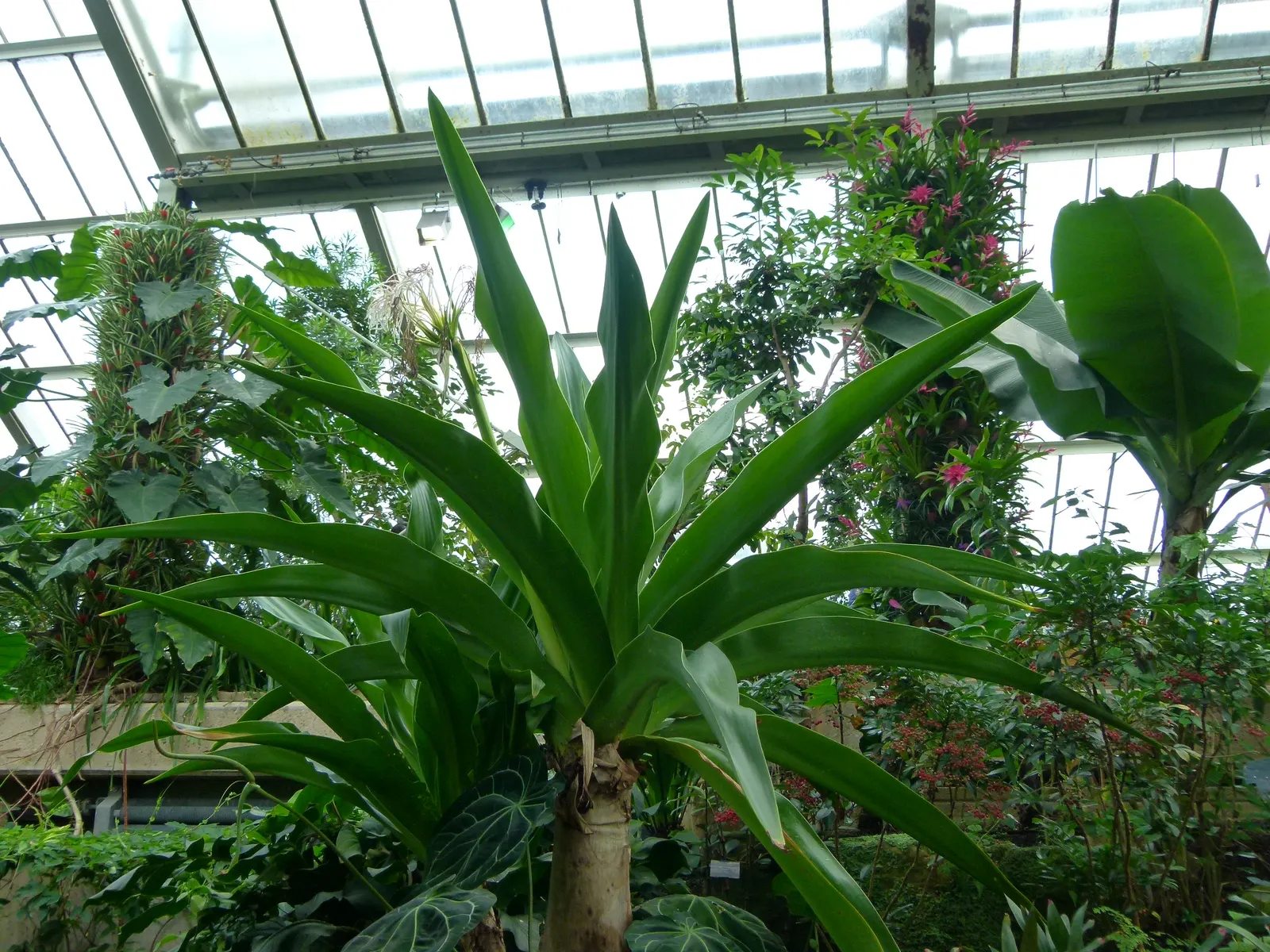 Queen Emma Lily (Crinum Splendens) — present a mesmerizing palette of pink to wine-red hues with striking white throats; emitting a delicate fragrance that