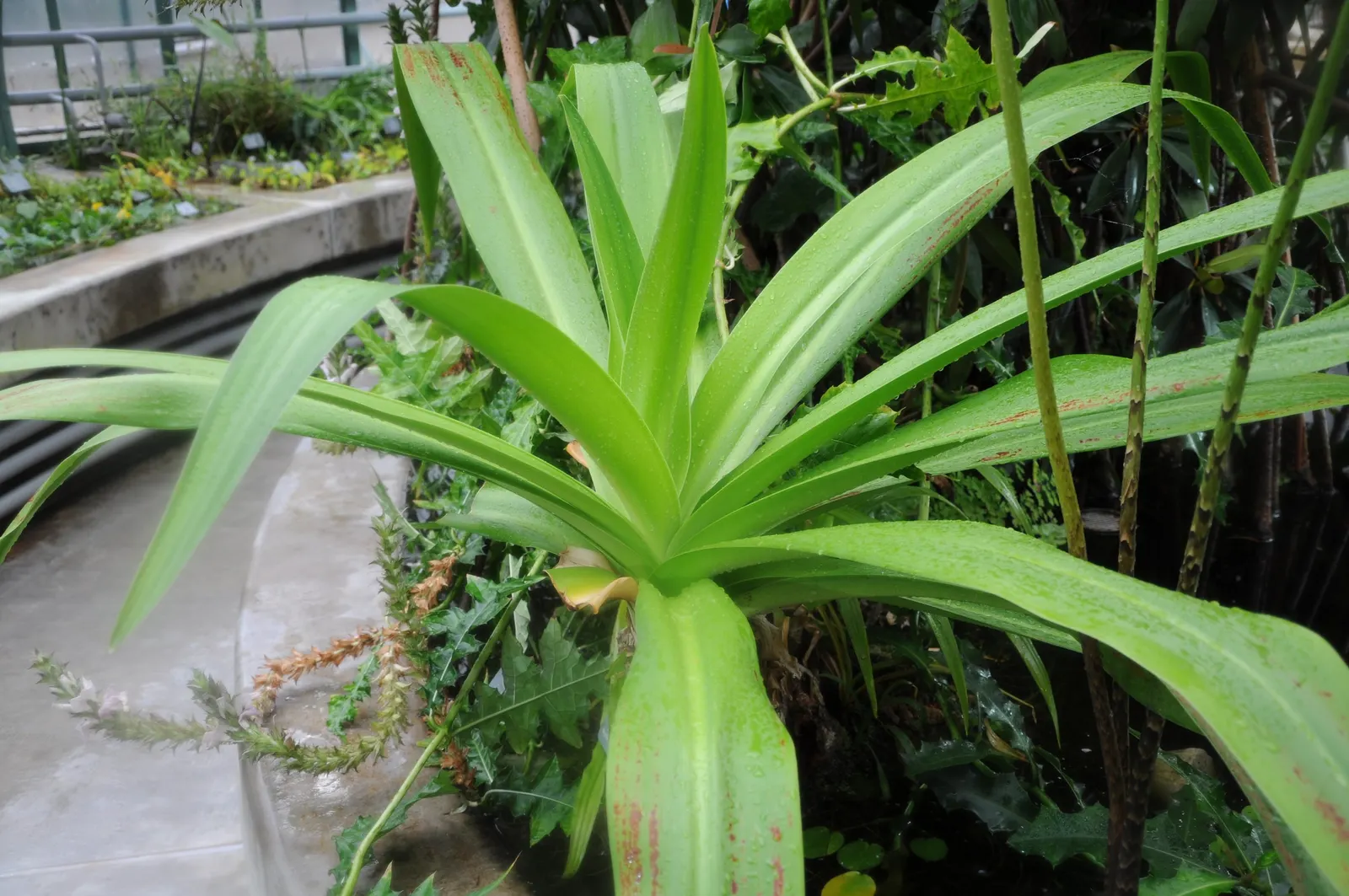 Queen Emma Lily (Crinum Splendens) — bulb with pink blooms; each flower cluster rises on robust stalks towering above the foliage, image 77