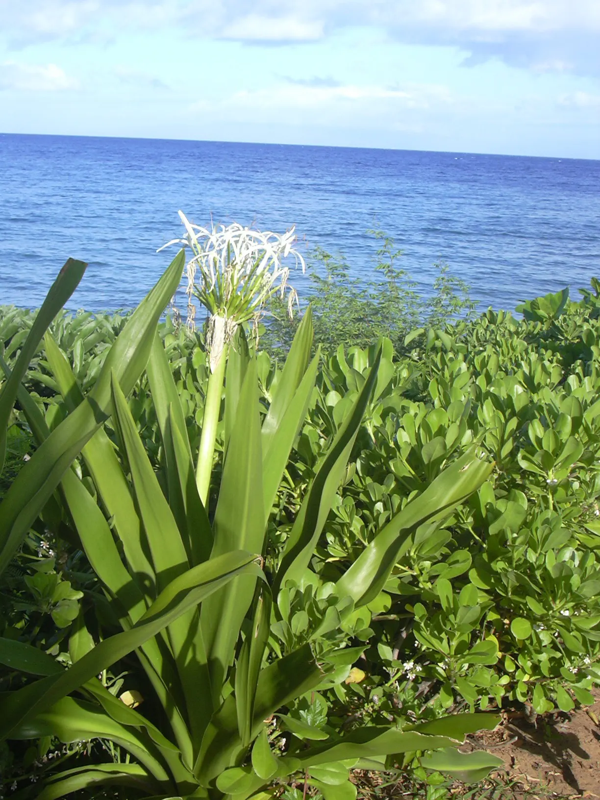 Queen Emma Lily (Crinum Splendens) — making it a versatile addition around water features or in rain gardens; is a perennial bulbous plant notable, image 98