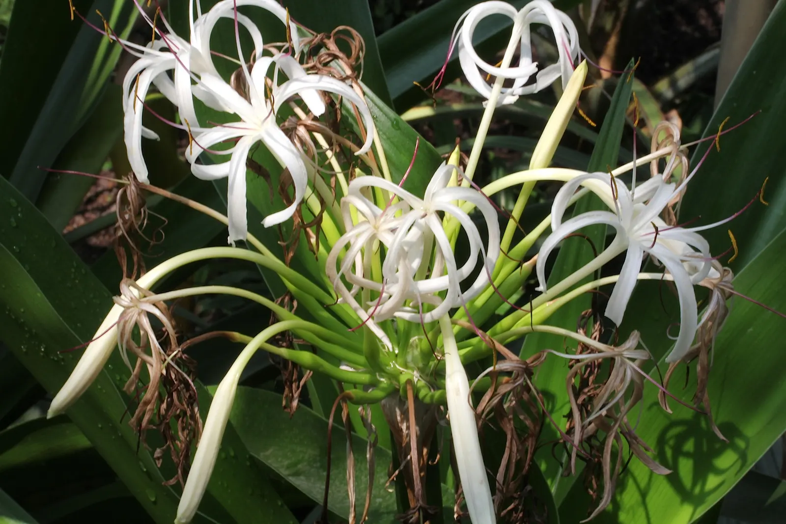 Queen Emma Lily (Crinum Splendens) — providing a lush backdrop for the spectacular blooms.<br><br>From mid-summer to early fall; deep purple blooms stand atop
