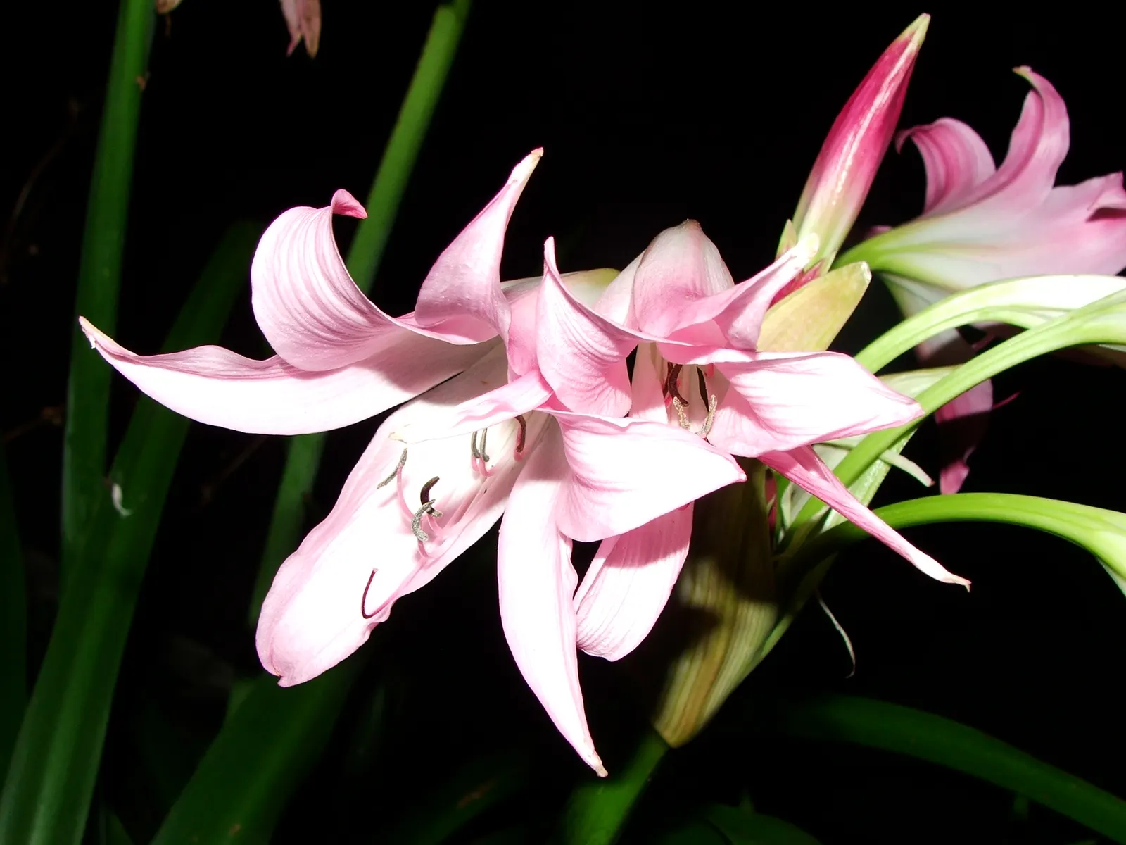 Queen Emma Lily (Crinum Splendens) — Thriving in USDA zones 9-11, this lily prefers full sun to partial shade and moist, well-drained soil