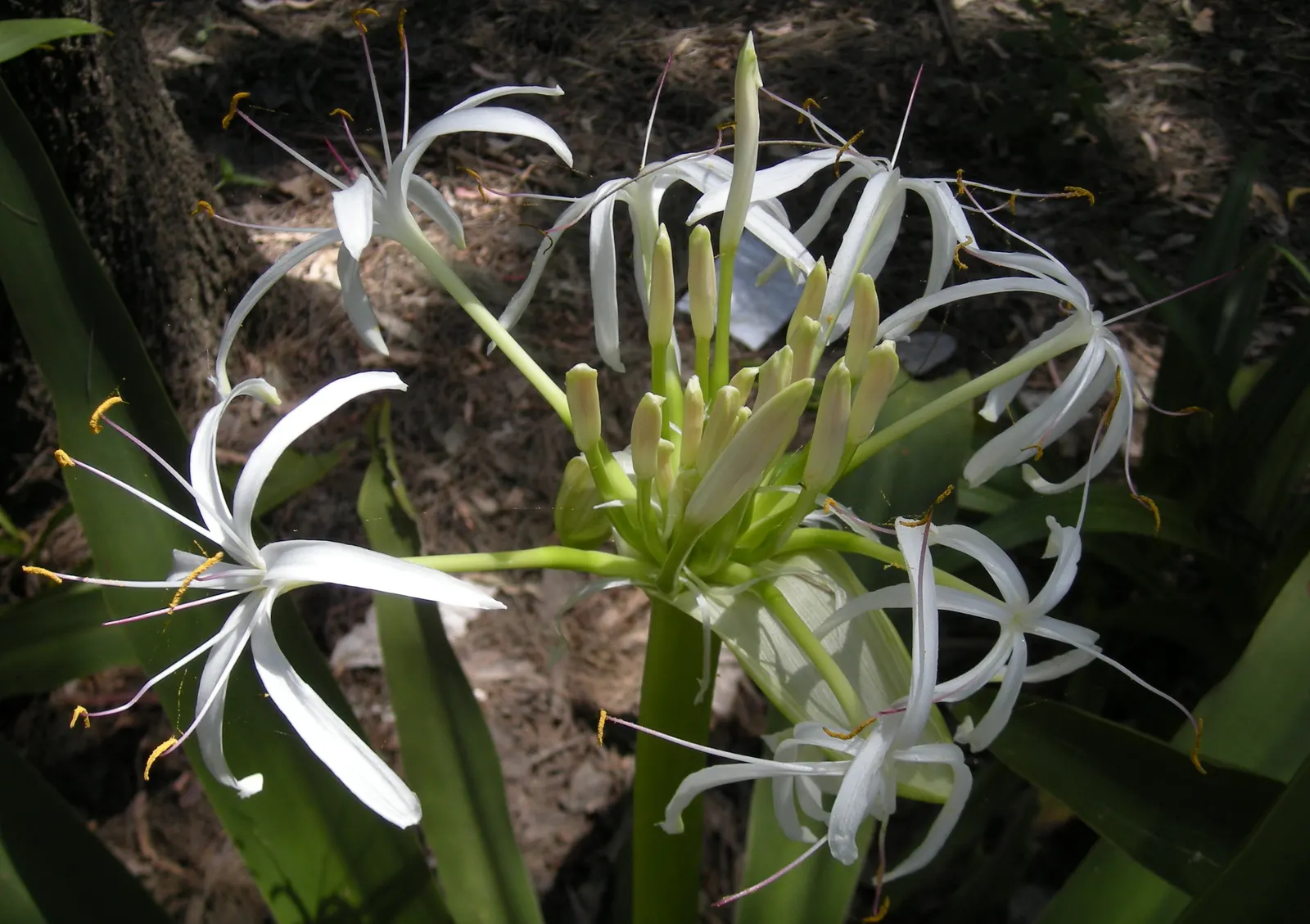 Queen Emma Lily (Crinum Splendens) — Thriving in USDA zones 9-11, this lily prefers full sun to partial shade and moist, well-drained soil; bulb with pink