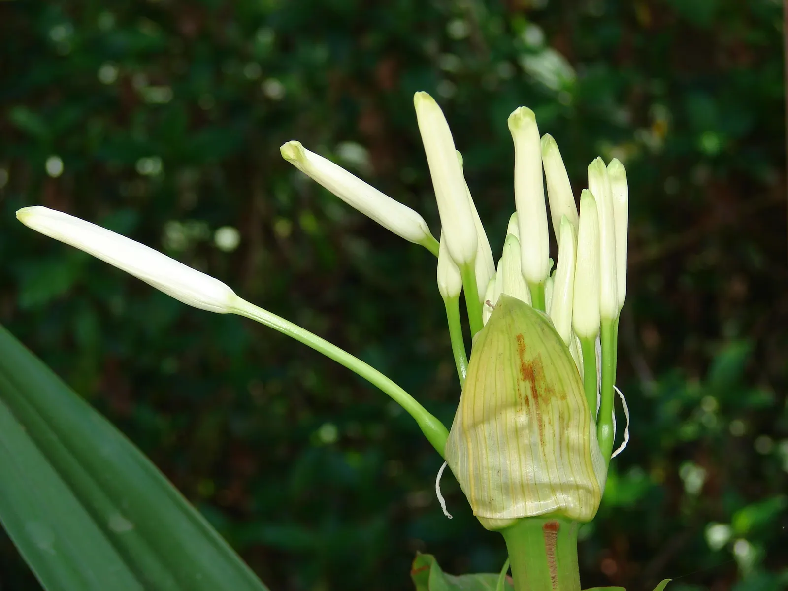 Queen Emma Lily (Crinum Splendens) — glossy green leaves of the Queen Emma Lily are a striking attribute; creating a delightful contrast against, image 62