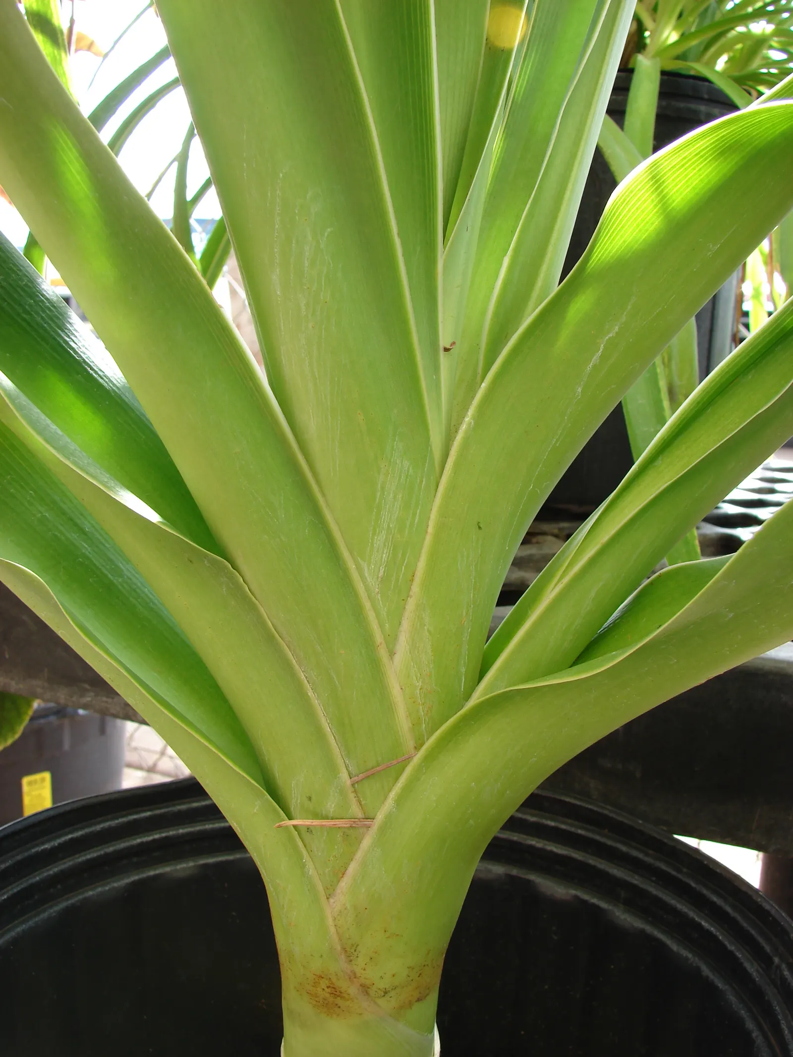 Queen Emma Lily (Crinum Splendens) — typically 6 to 8 inches in length; glossy green leaves of the Queen Emma Lily are a striking attribute, image 91