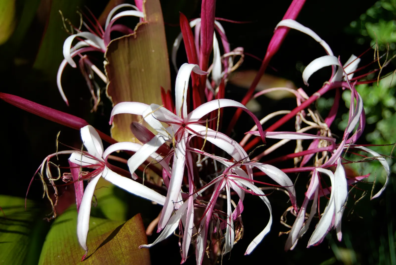 Queen Emma Lily (Crinum Splendens) — is a striking perennial with long; thriving in USDA zones 9-11, this lily prefers full sun to partial shade, image 79