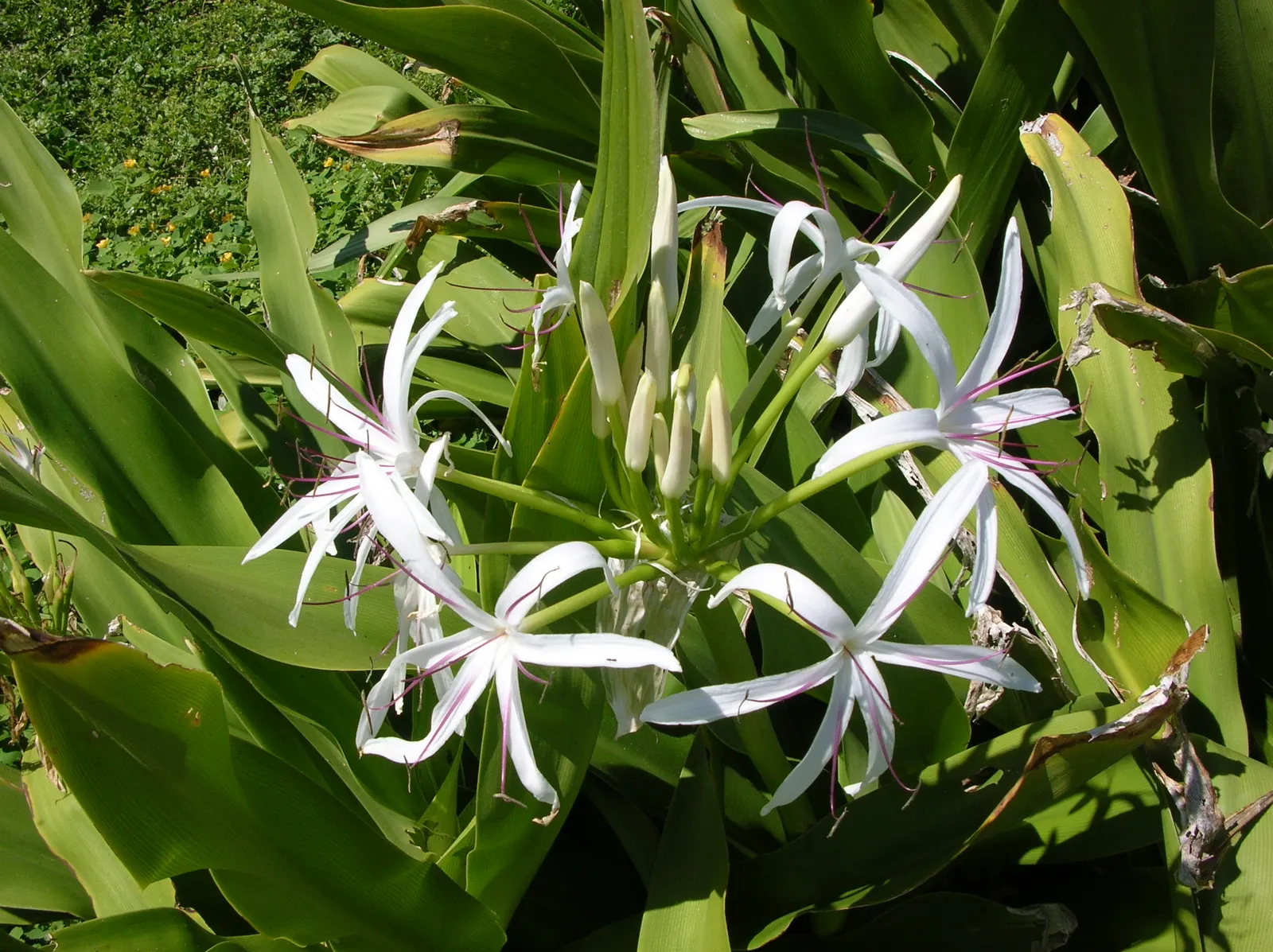 Queen Emma Lily (Crinum Splendens) — is a striking perennial with long; thriving in USDA zones 9-11, this lily prefers full sun to partial shade, image 53