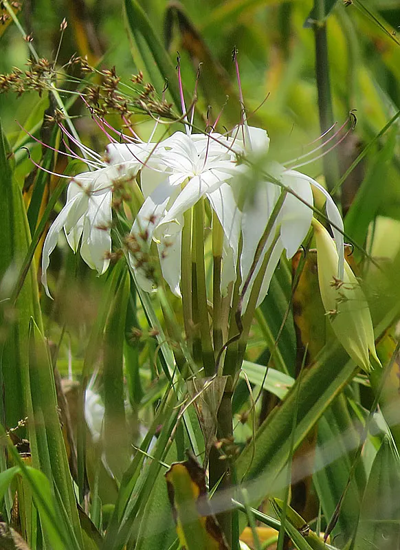 Queen Emma Lily (Crinum Splendens) — and a scent that adds an extra layer of sensory enjoyment to garden spaces; arching leaves reaching up to 4, image 75