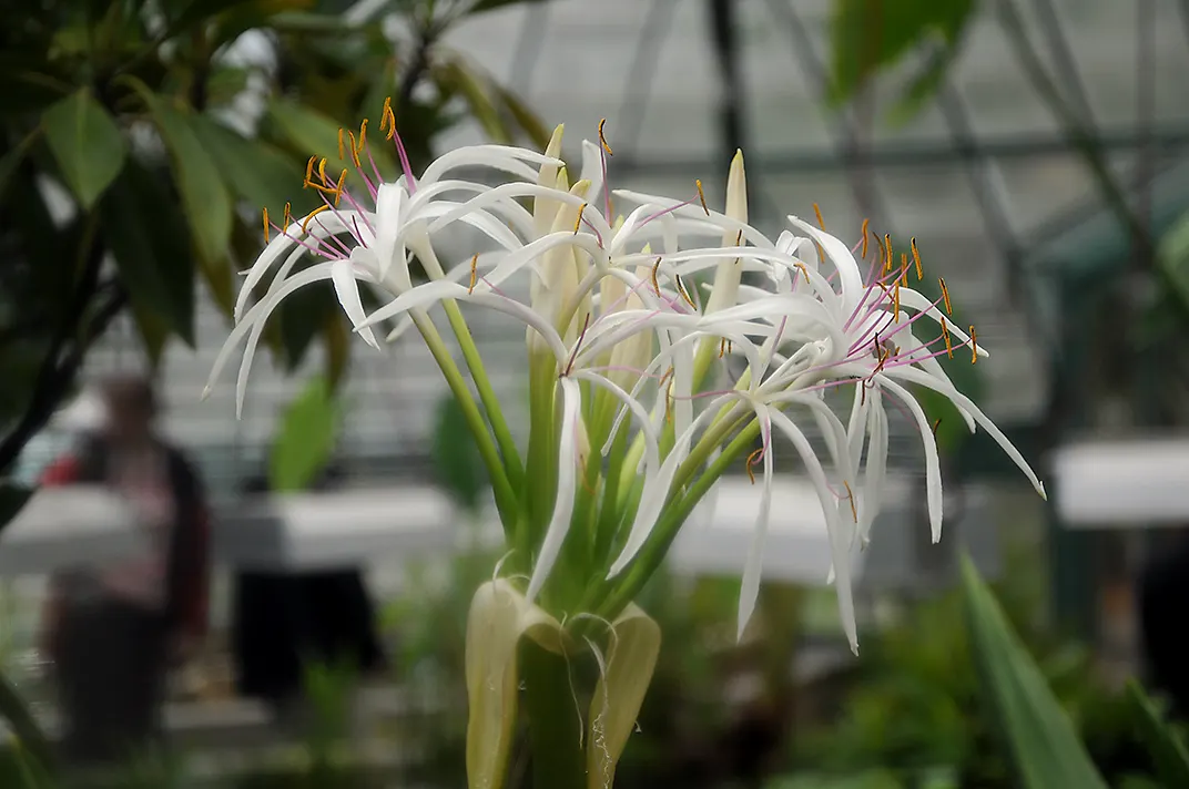 Queen Emma Lily (Crinum Splendens) — typically 6 to 8 inches in length; glossy green leaves of the Queen Emma Lily are a striking attribute