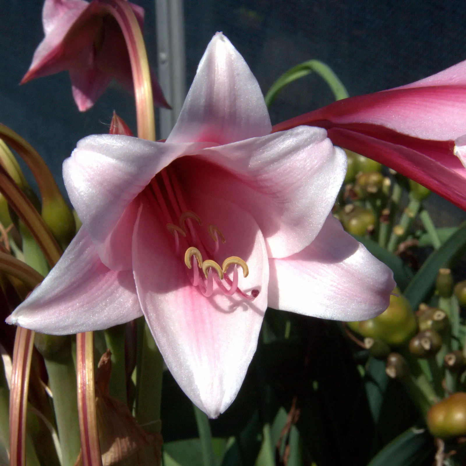 Queen Emma Lily (Crinum Splendens) — arching leaves reaching up to 4 feet high