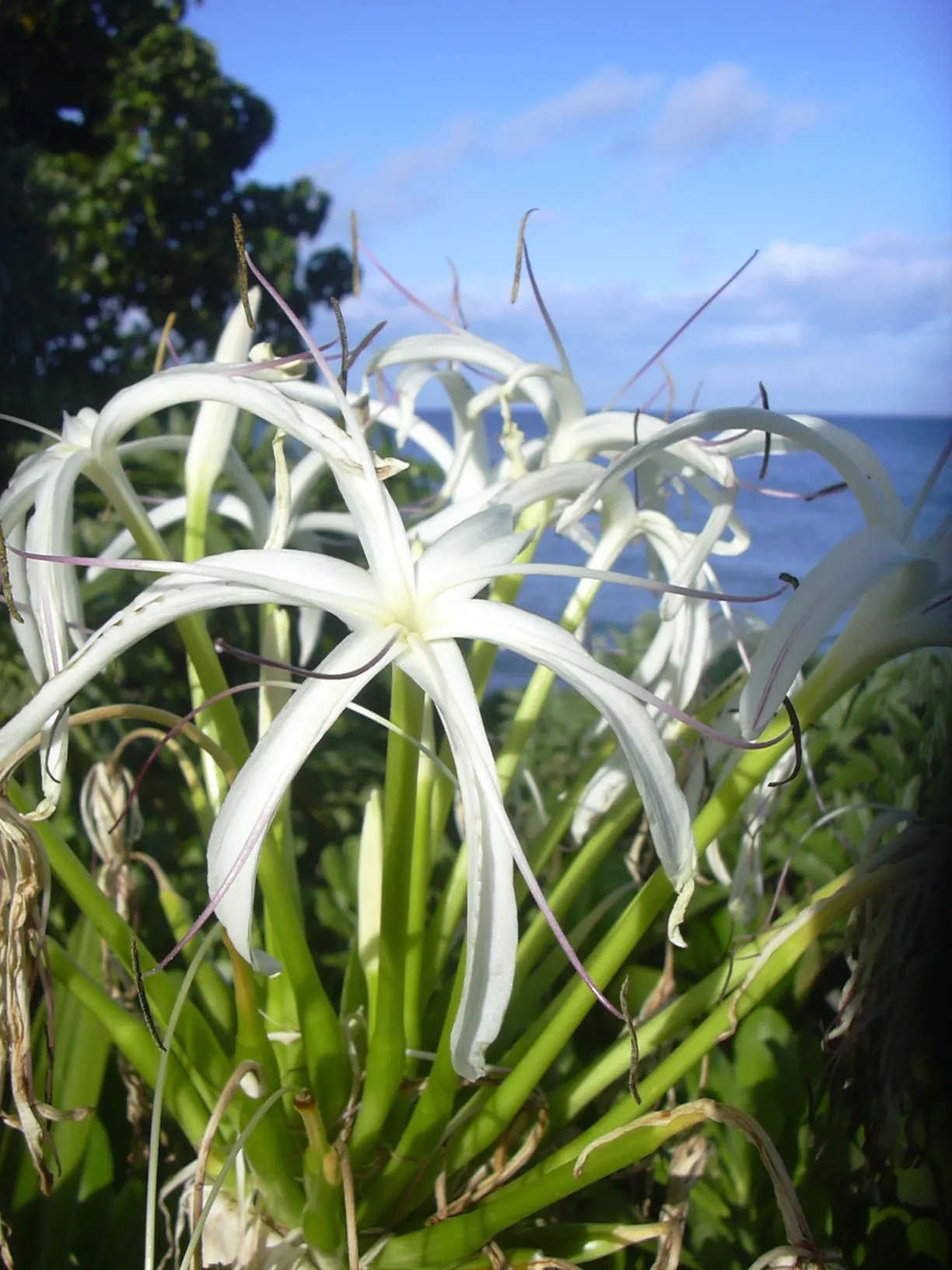 Queen Emma Lily (Crinum Splendens) — emitting a delicate fragrance that attracts pollinators and admirers alike.<br><br>For optimal growth, image 69