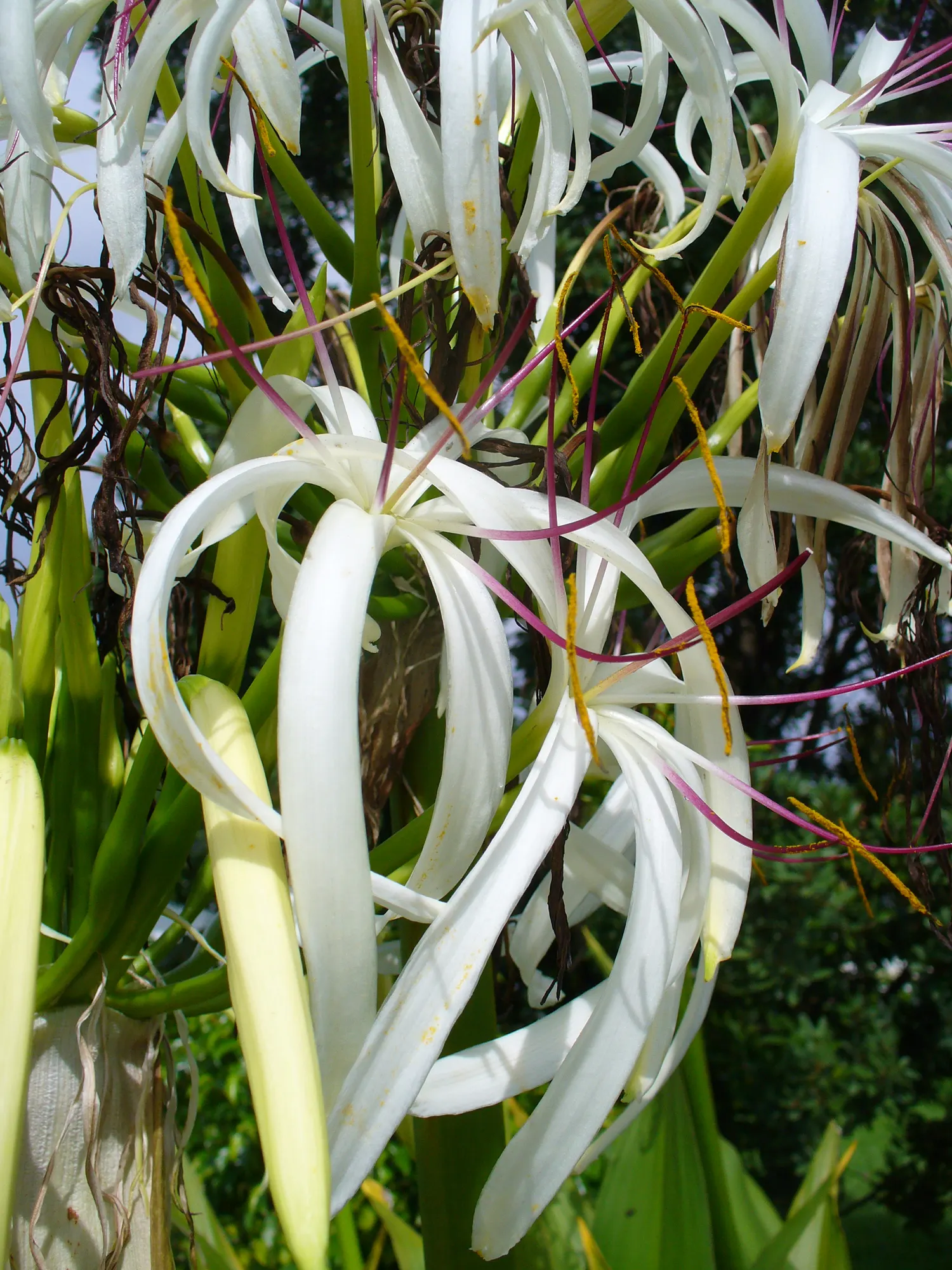 Queen Emma Lily (Crinum Splendens) — making it a versatile addition around water features or in rain gardens; is a perennial bulbous plant notable for its