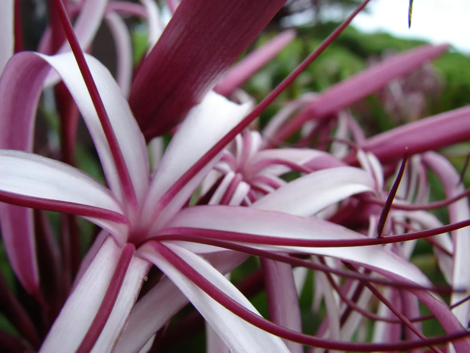 Queen Emma Lily (Crinum Splendens) — is a striking perennial with long; thriving in USDA zones 9-11, this lily prefers full sun to partial shade, image 105