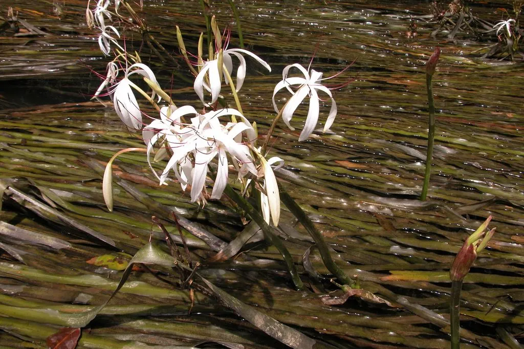 Queen Emma Lily (Crinum Splendens) — Queen Emma Lily prefers full sun to partial shade and thrives in well-draining soil