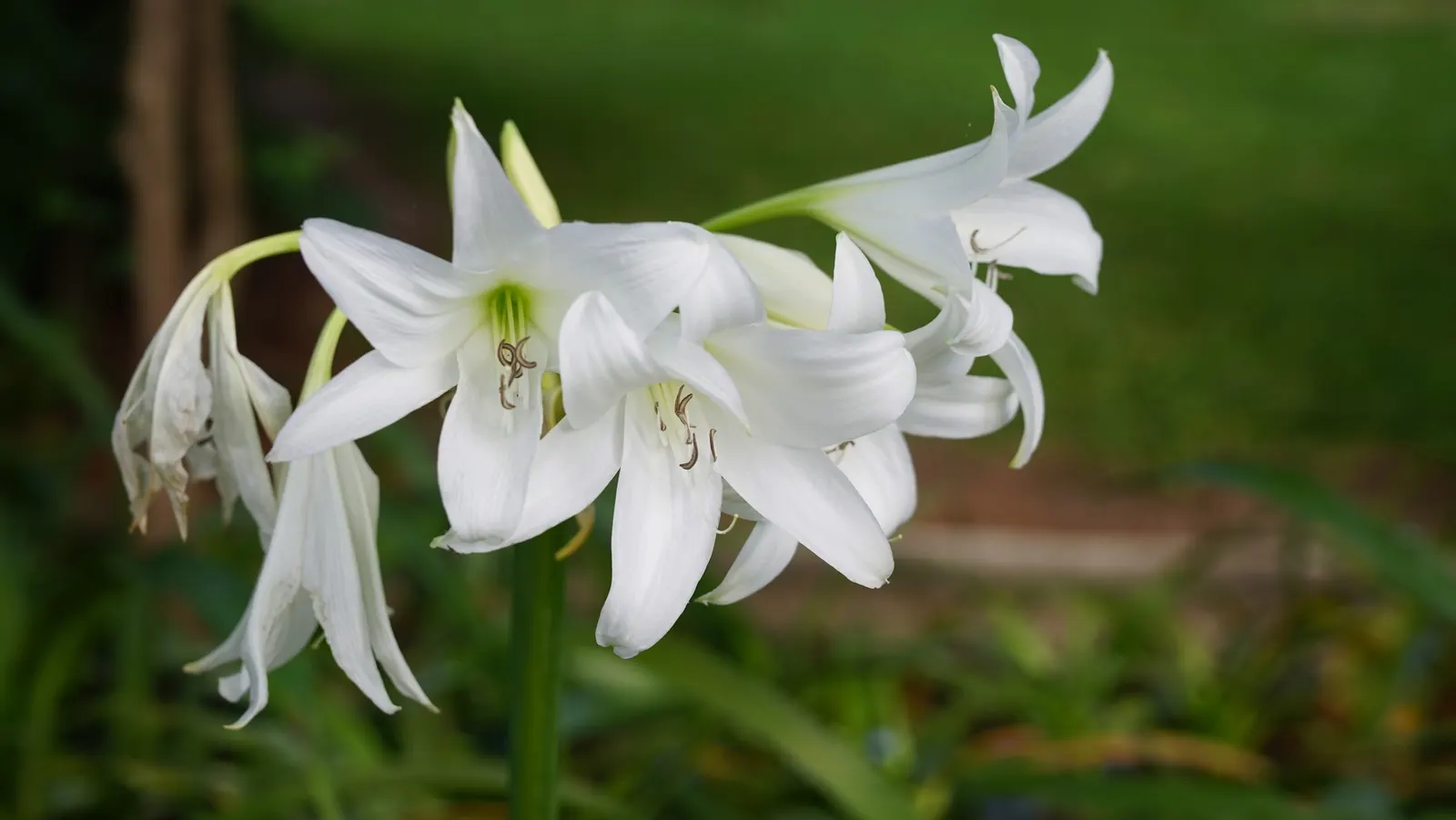 Queen Emma Lily (Crinum Splendens) — It's a focal point in any garden due to its majestic stature; is a striking perennial with long, image 86