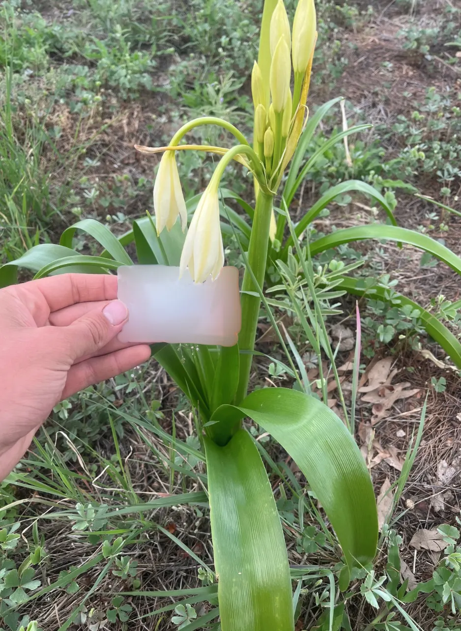 Queen Emma Lily (Crinum Splendens) — emitting a delicate fragrance that attracts pollinators and admirers alike.<br><br>For optimal growth