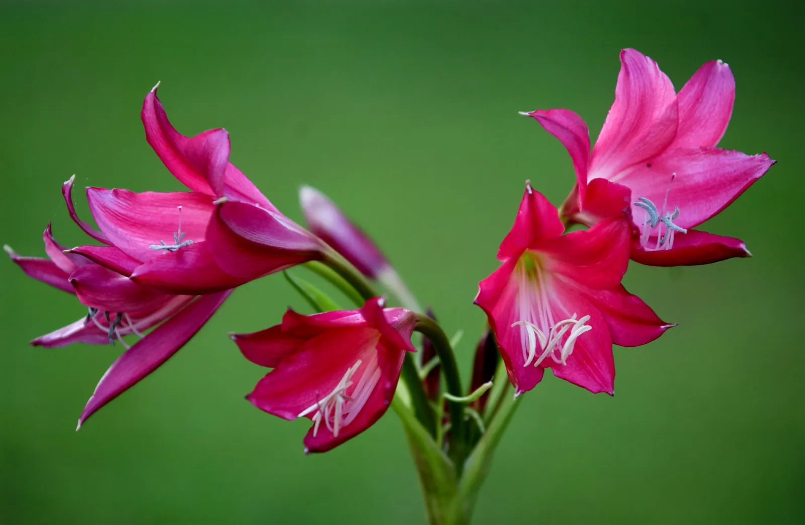 Queen Emma Lily (Crinum Splendens) — creating a delightful contrast against the dark foliage; pink flowers in the garden, image 67