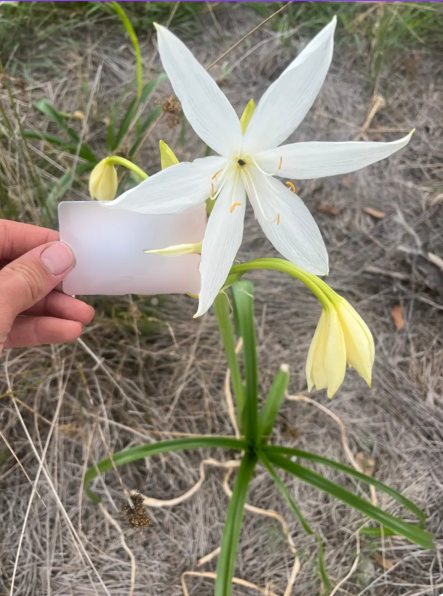 Queen Emma Lily (Crinum Splendens) — the Queen Emma Lily is an impressive specimen in any landscape; present a mesmerizing palette of pink to, image 99