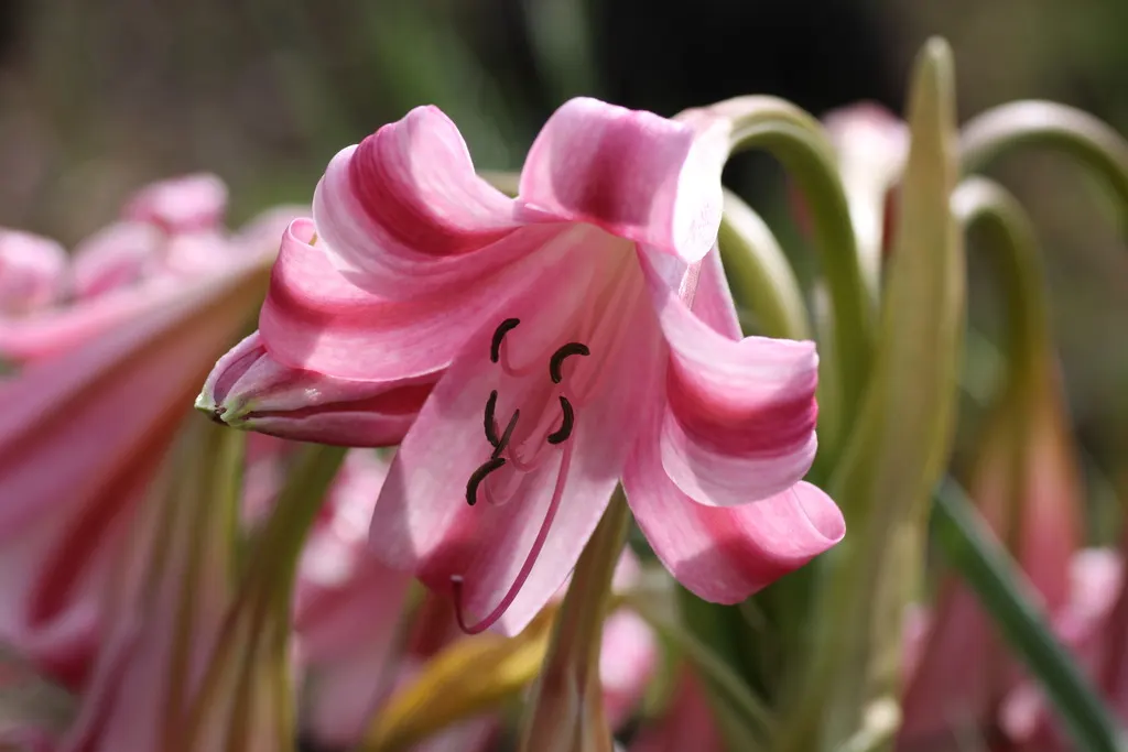 Queen Emma Lily (Crinum Splendens) — Each flower cluster rises on robust stalks towering above the foliage