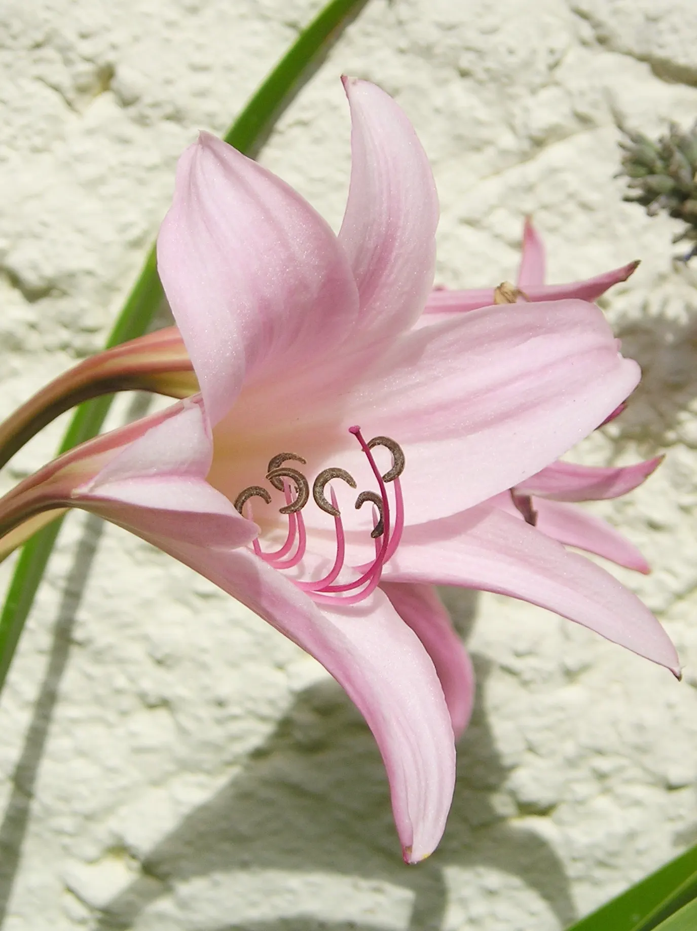Queen Emma Lily (Crinum Splendens) — pink flowers in the garden