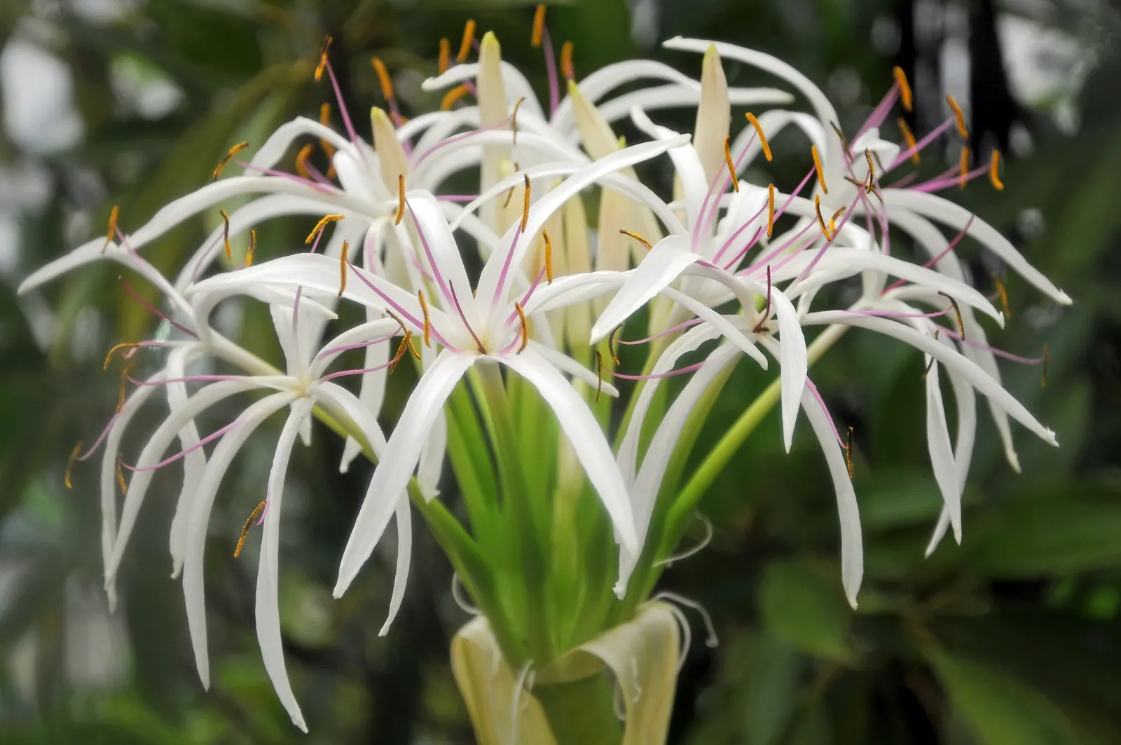 Queen Emma Lily (Crinum Splendens) — present a mesmerizing palette of pink to wine-red hues with striking white throats; emitting a delicate, image 66