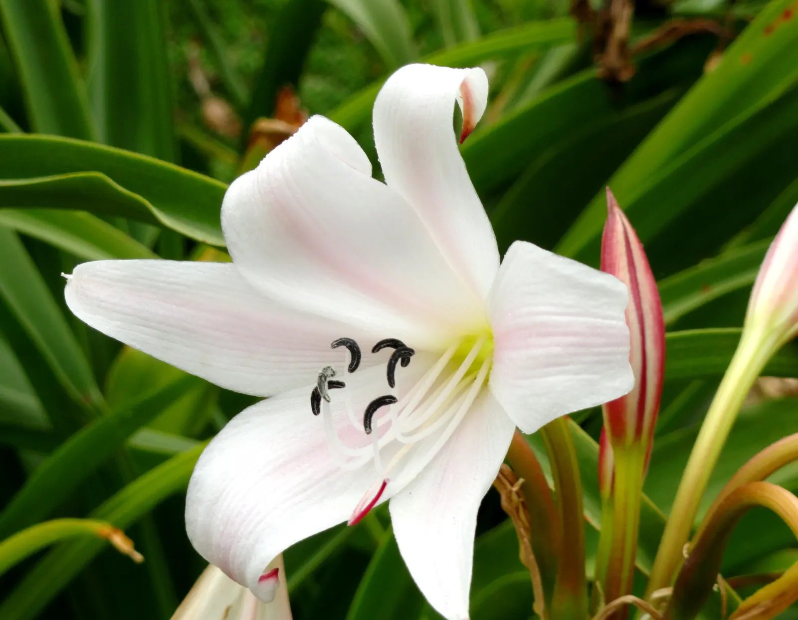 Queen Emma Lily (Crinum Splendens) — deep purple blooms stand atop sturdy stems up to 5 feet tall