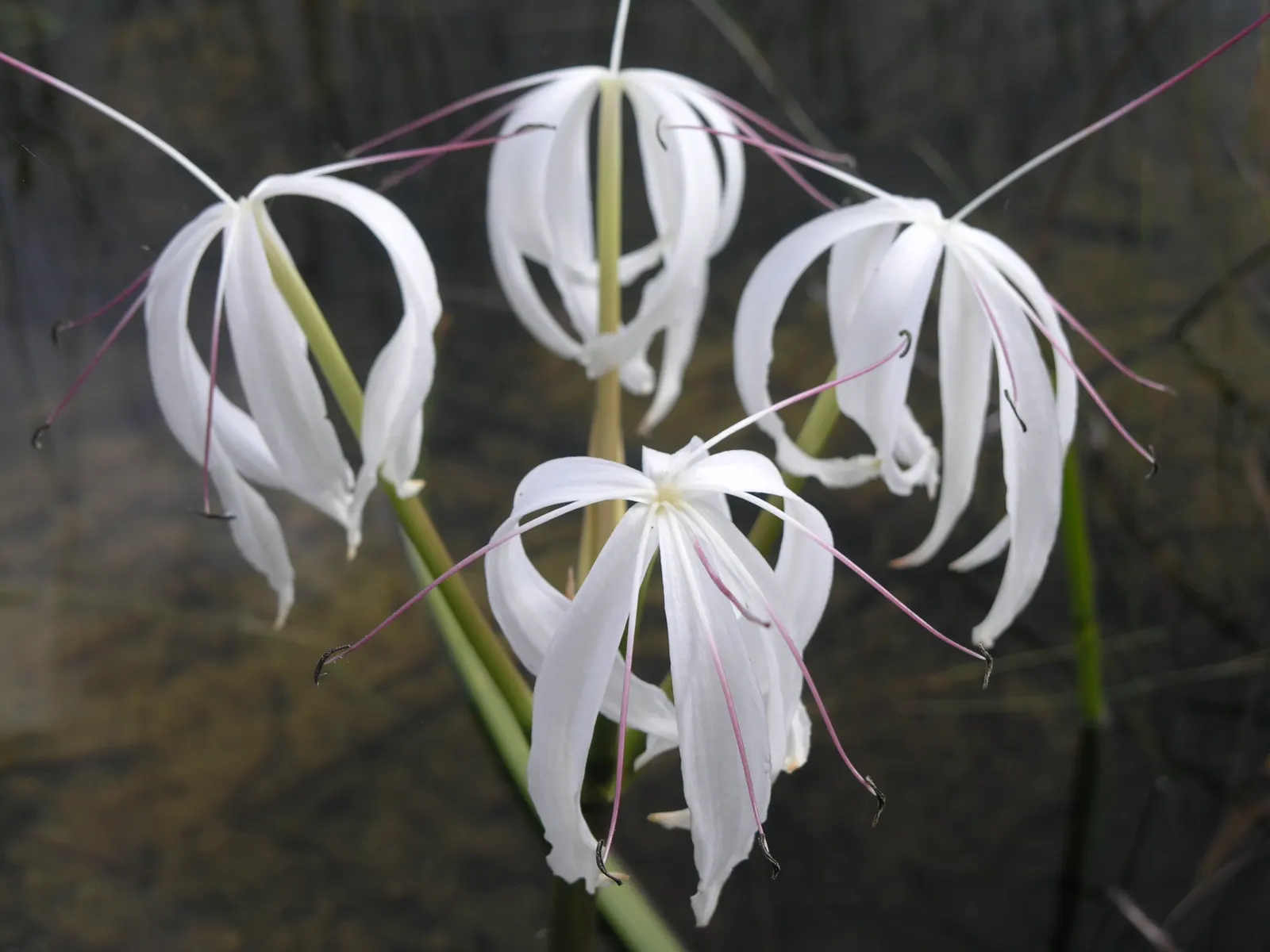 Queen Emma Lily (Crinum Splendens) — offering striking foliage; the Queen Emma Lily is an impressive specimen in any landscape, image 74