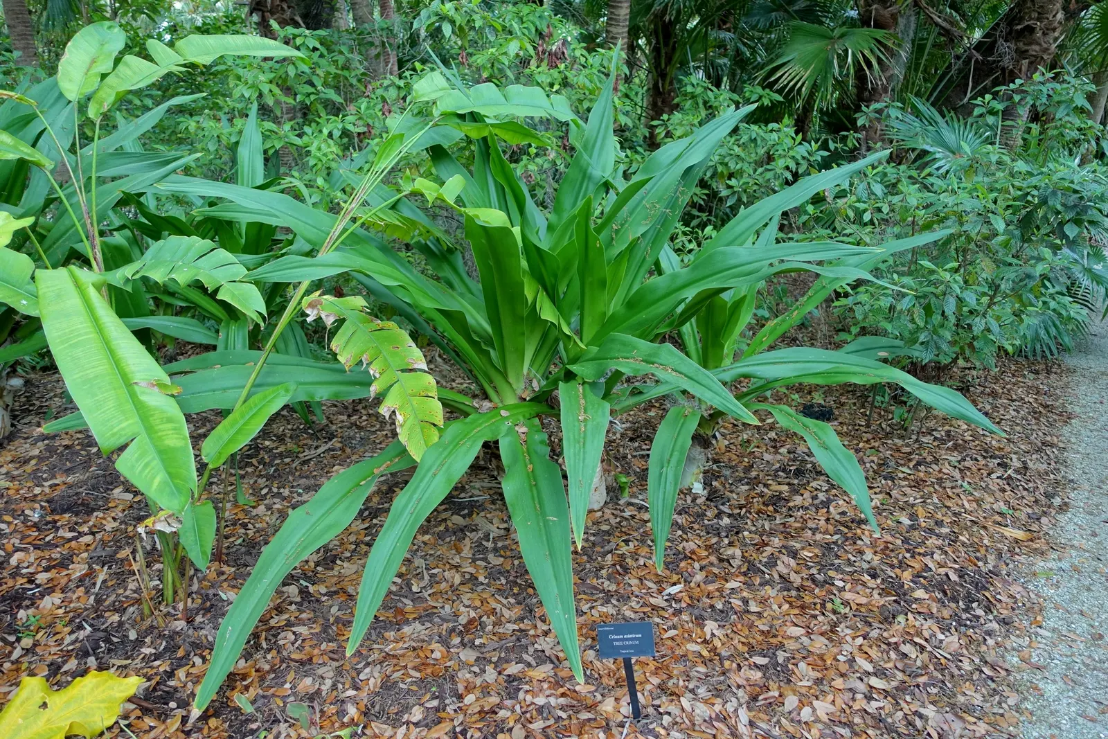 Queen Emma Lily (Crinum Splendens) — bulb with pink blooms