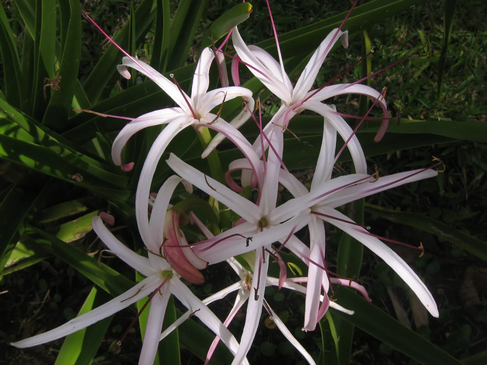 Queen Emma Lily (Crinum Splendens) — It's hardy in USDA zones 9-11 and can tolerate waterlogged conditions for short periods